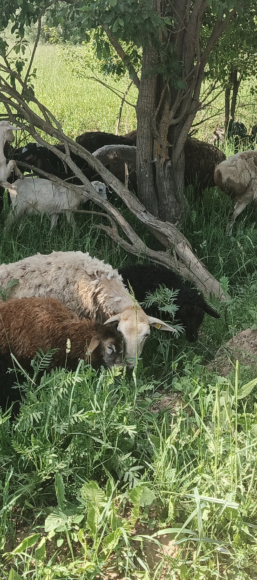The image depicts a rural scene in the city of Unknown, Unknown, featuring a herd of domestic livestock, primarily sheep and at least one goat, situated within a verdant, partially shaded area. In the immediate foreground, a light-colored sheep with shaggy, off-white wool is visible, its head lowered as it grazes on green grass. A yellow ear tag is affixed to its right ear. Adjacent to it on the left, a smaller, dark brown lamb is also grazing. The ground is thickly covered with various species of green grass and leafy plants.
The midground is dominated by the trunks and branches of several trees, providing significant shade. A prominent tree trunk stands centrally on the right, with numerous interweaving branches extending across the frame. Beneath the tree canopy and among the branches, several dark-colored sheep are resting or grazing, their forms partially obscured. To the left, a white goat stands amidst the foliage, facing right. Further into the midground on the right, the rear portion of another light-colored animal is visible. The animals are dispersed throughout the shaded area, generally facing downwards as if consuming vegetation.
The background reveals a brightly lit, open field of dense green grass, indicating a larger pasture area beyond the treeline. The overall lighting suggests a sunny day, with direct sunlight illuminating the background field while the foreground animals are primarily in shadow.
