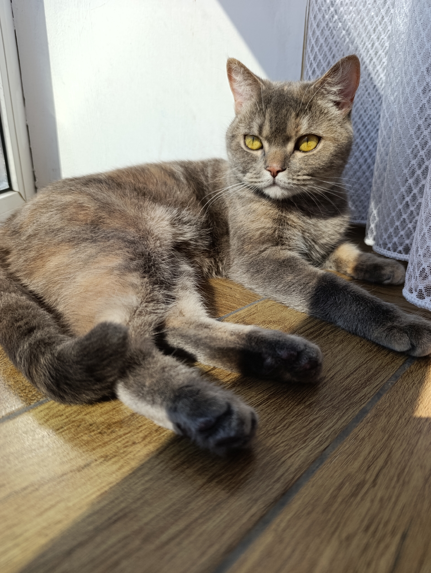 A gray cat with yellow eyes is lying on a wooden floor next to a window and a white curtain. The location is potentially a domestic indoor space. It is not possible to confirm that the image was taken in the city of Chaikovsky, Russia.