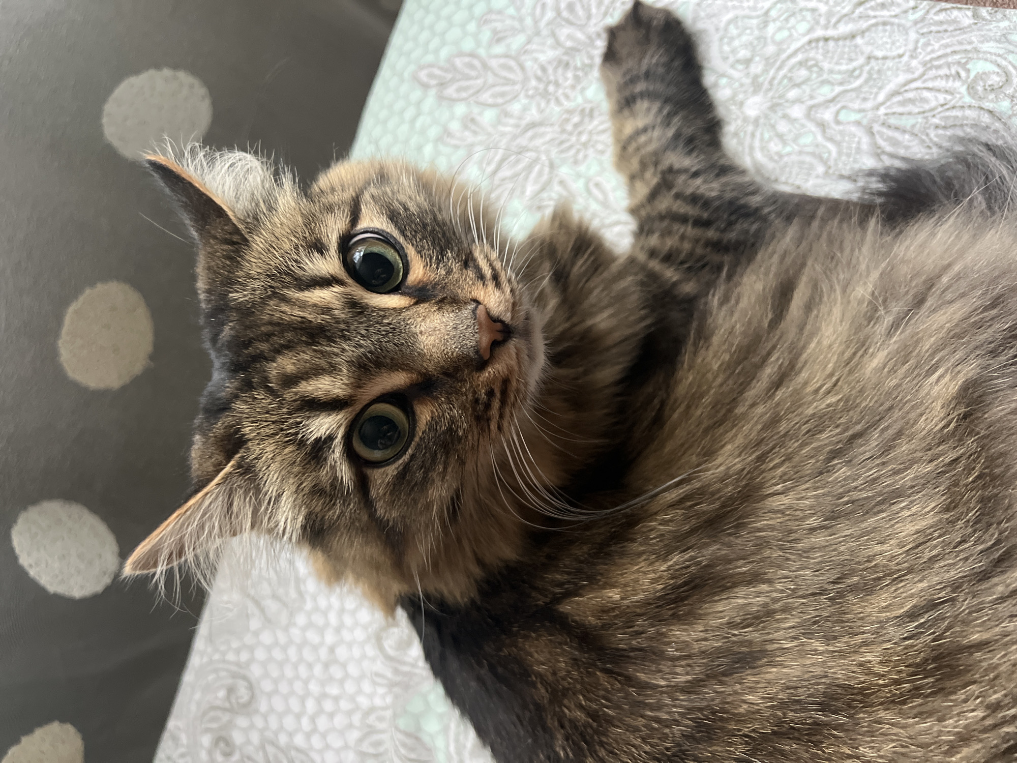 A close-up, high-angle shot depicts a brown tabby cat with green eyes, lying on a bed. The cat's head is slightly tilted towards the camera. The background consists of bedsheets; one patterned with light-colored floral designs and another with white polka dots on a gray background. The image was taken in Chaikovsky, Russia.