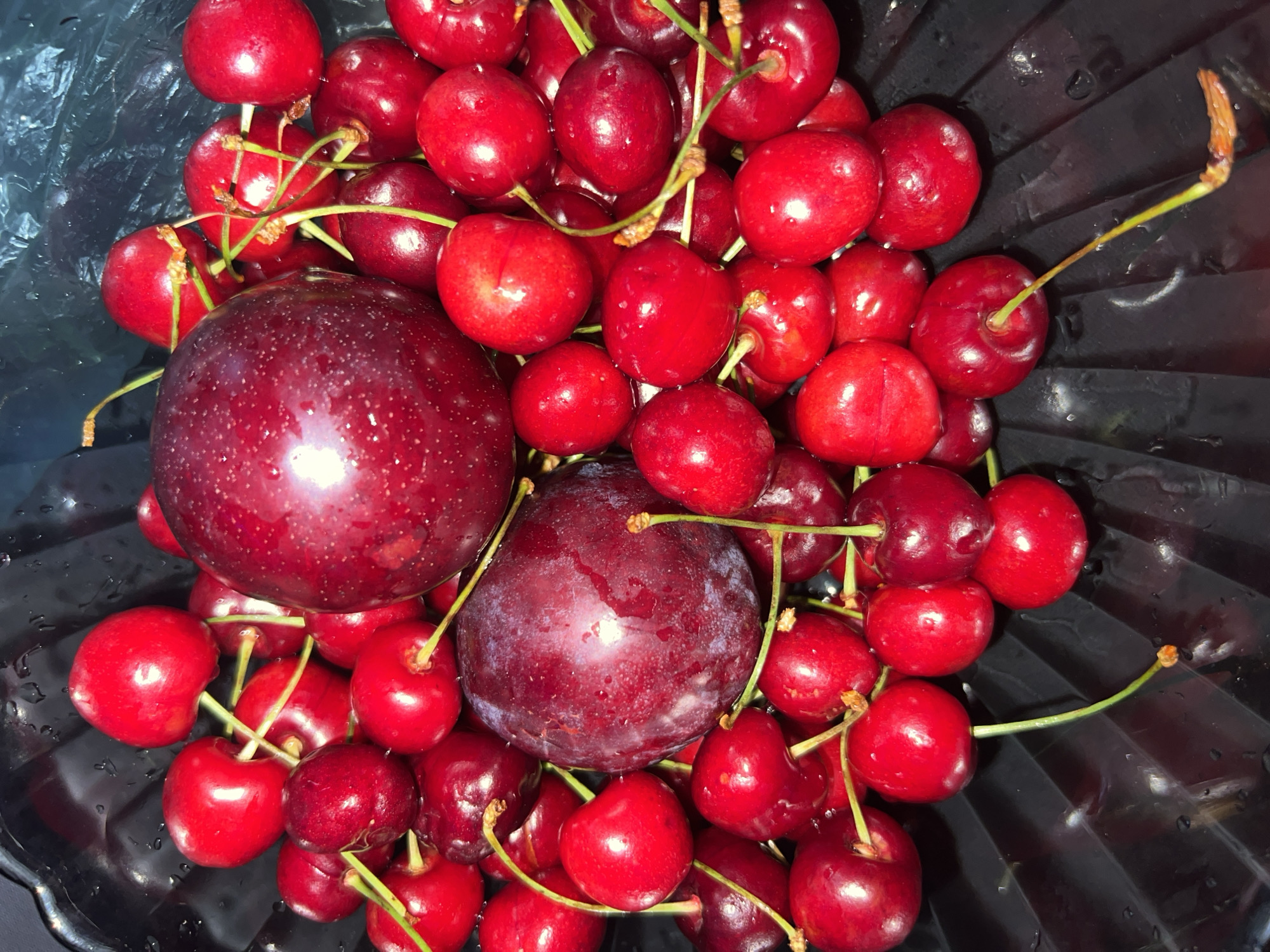 The image displays a close-up, high-angle view of a compilation of fresh fruits within a dark, possibly black, container featuring subtle ridged contours. Located in Sinyavino, Russia, the scene primarily features numerous vibrant red cherries, many retaining their green or yellowish stems. Interspersed among the cherries are two noticeably larger, darker purplish-red plums, positioned towards the center of the fruit pile. Water droplets are visible across the surfaces of the fruits and on the interior of the container, indicating recent washing or condensation. The lighting highlights the glossy skins of the fruit, creating reflections. No people are present, and no actions or interactions are depicted. The immediate environment is an obscured dark background, with a reflective, possibly plastic or textured surface visible in the upper right quadrant of the container.