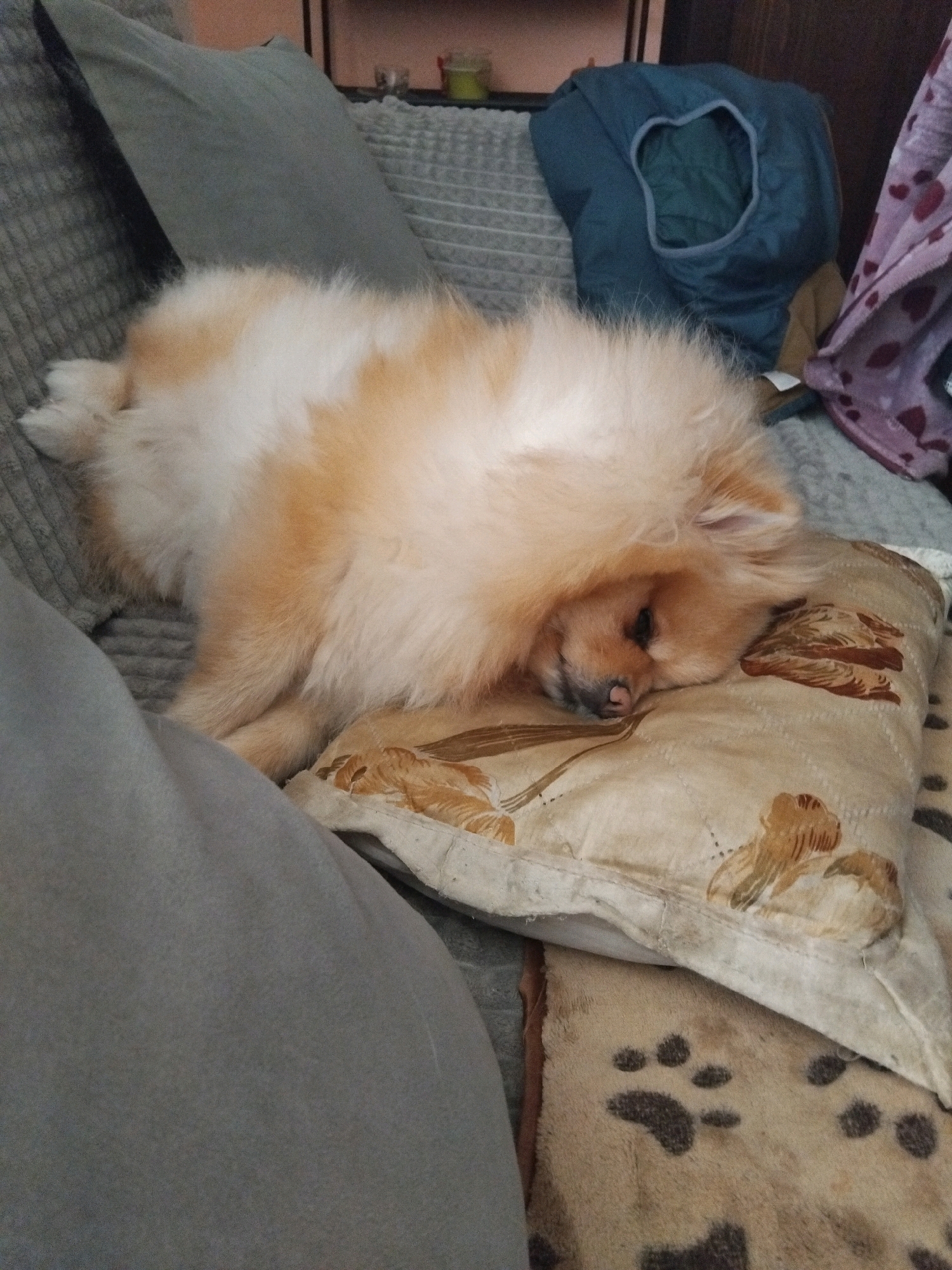 A Pomeranian dog is sleeping on a pillow on a sofa. The dog is light orange and white with fluffy fur. It is resting its head on a beige pillow with a floral pattern. The sofa is covered with various blankets and pillows, including a grey pillow and a blanket with paw prints. In the background, a blue hooded garment and a purple blanket with hearts are visible. The setting appears to be a living room.
