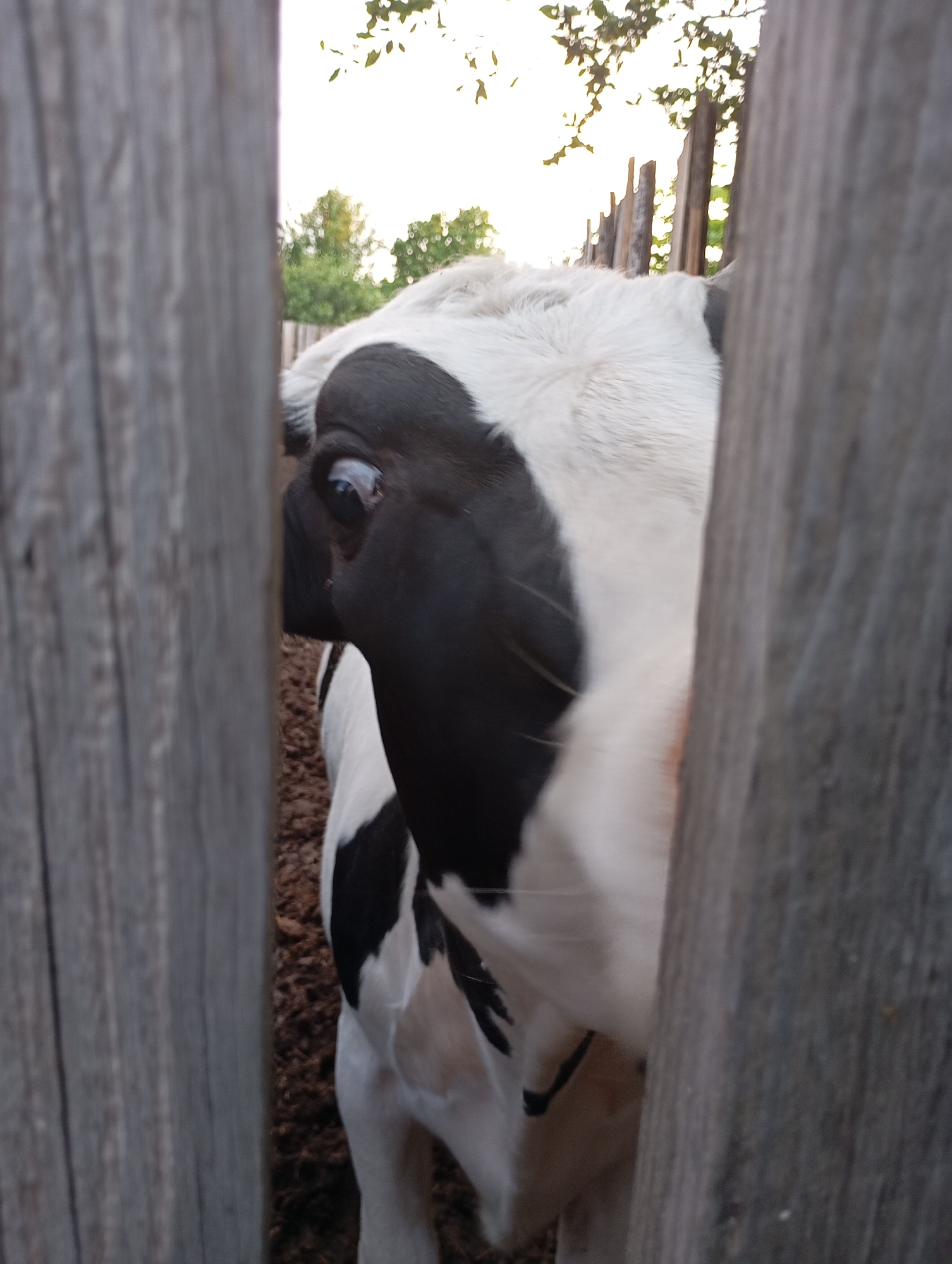 A black and white cow is peering through a wooden fence. The location is in the city of Фоки, Russia.