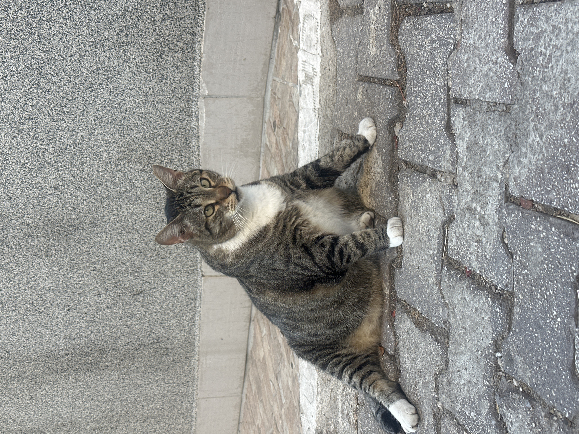 A tabby cat with white paws is sitting on a cobblestone path in front of a textured grey wall. The cat is facing to the right, with its head turned slightly towards the viewer. Its body is predominantly grey and black striped with a white chest and neck. The background wall appears to be an exterior wall of a building. The cobblestones are irregular in shape and size, with visible grout lines between them. The lighting suggests it is daytime, with the sun casting shadows. The scene is typical of an outdoor urban environment.