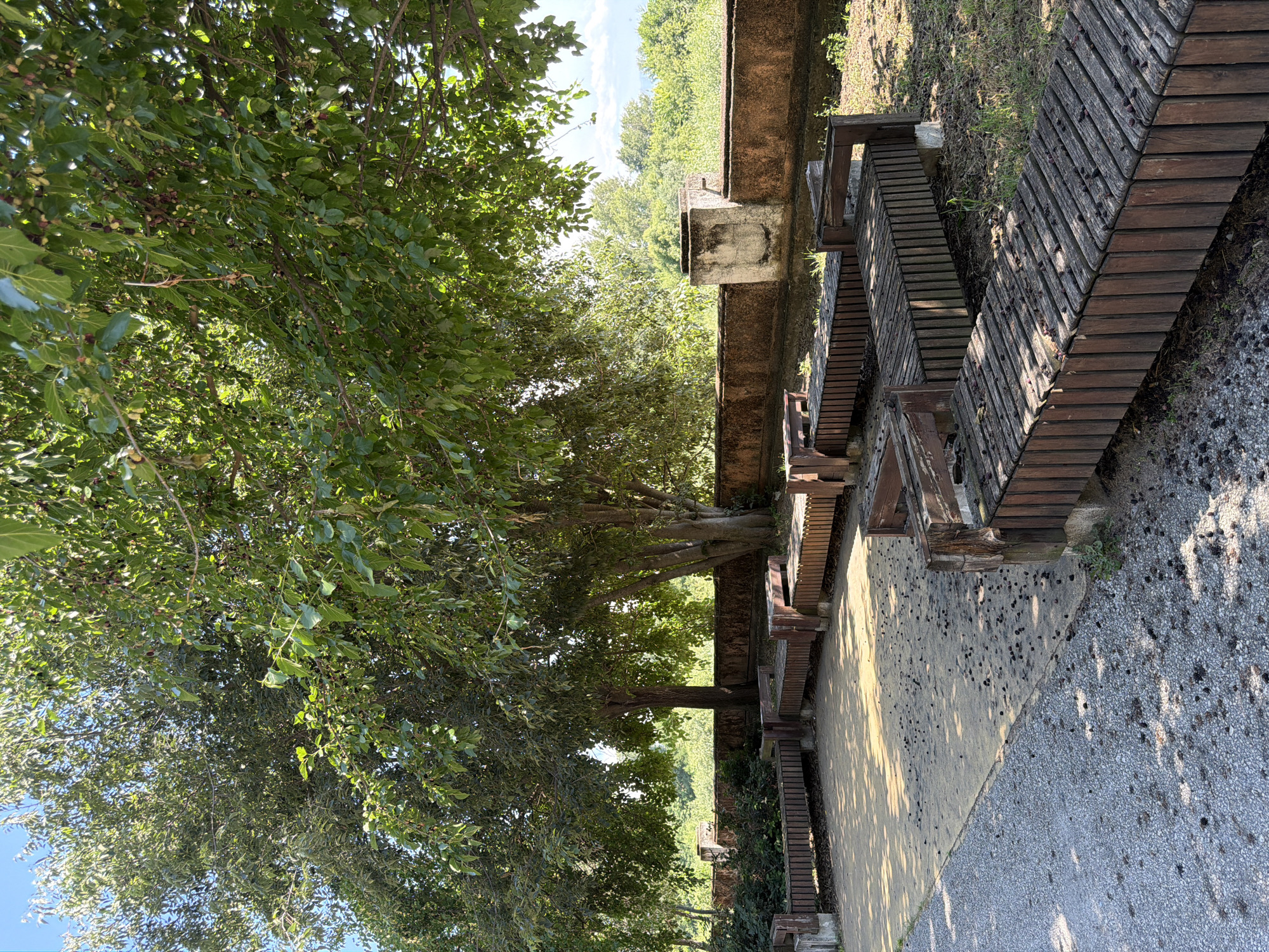 The image depicts an outdoor seating area beneath a large, leafy tree, likely a mulberry tree given the presence of small, dark berries scattered on the ground and benches. The seating consists of multiple wooden benches arranged in a staggered, geometric pattern. The ground is a mix of gravel and a paved yellow surface, also littered with fallen berries and shadows from the tree branches. In the background, a rustic stone wall separates the seating area from a lush, green landscape with trees under a clear blue sky. The overall impression is one of a quiet, natural spot.
This scene is located in the city of Pazardzhik, Bulgaria, specifically within the grounds of the Municipal Park. The park is known for its mature trees and recreational spaces, making this a typical representation of the area's natural beauty and amenities.