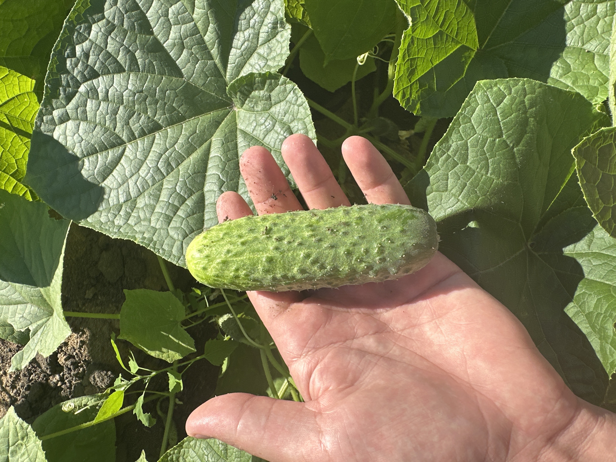 A person's hand is holding a small, bumpy cucumber in the foreground. The cucumber is green and appears to be newly picked. The hand is light-skinned and has some dirt on it, suggesting it was recently working in a garden. In the background, there are large green cucumber leaves, typical of a garden setting. The soil is dark and loamy. The image appears to have been taken outdoors in direct sunlight. There is no discernible indication of the location being within the city of Tobyl, Kazakhstan, or any other specific geographic area.