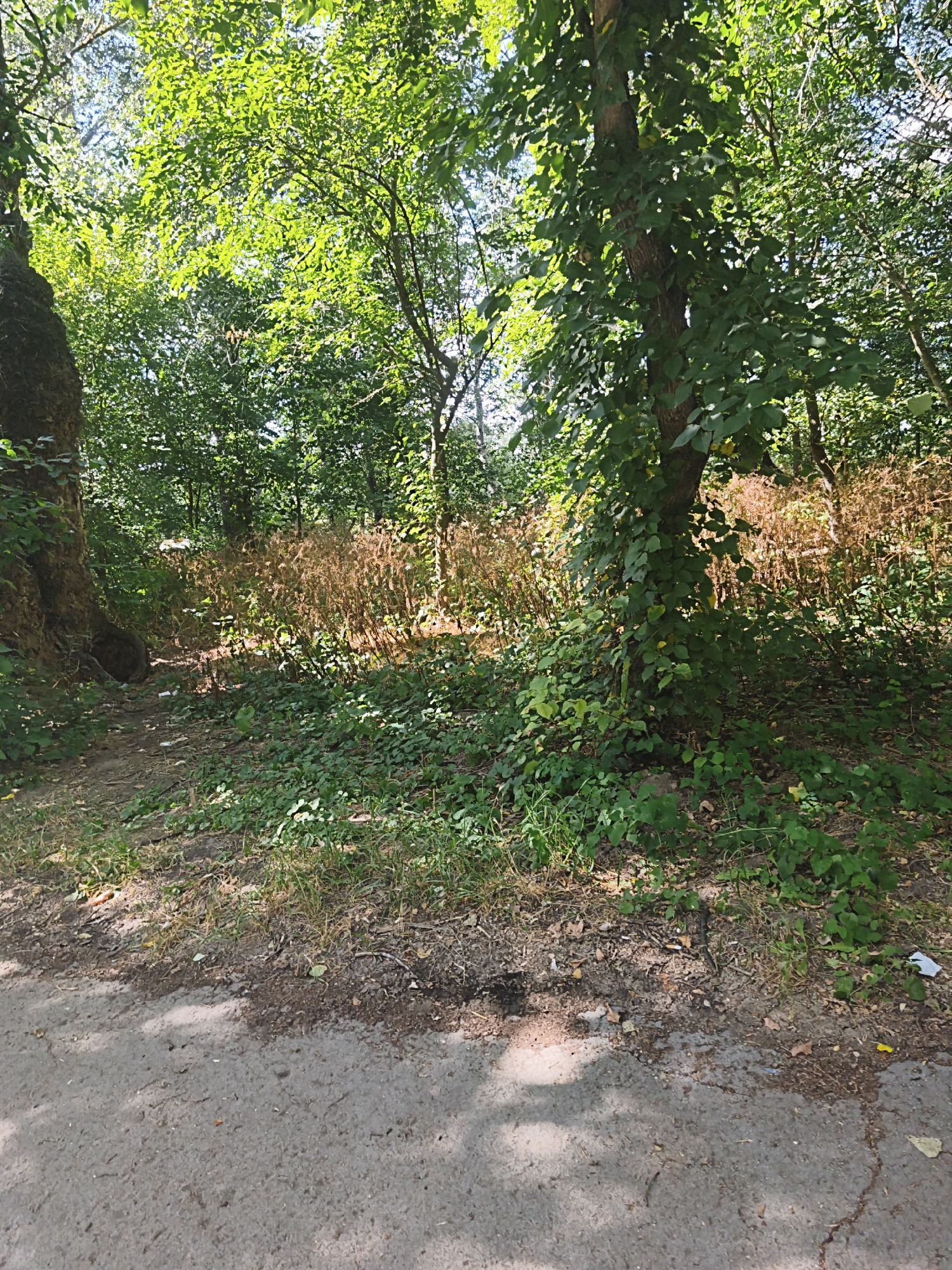 The image depicts a pathway leading into a densely wooded area with thick green foliage. A large tree trunk with dark bark is prominent on the left, partially obscuring a shadowy recess. A second, thinner tree with ivy growing up its trunk stands to the right, its leaves catching the sunlight. The ground is a mixture of dirt, dry leaves, and scattered green ground cover. In the middle ground, a patch of dried, light-brown vegetation is visible. The path itself is made of asphalt with a cracked surface and is partially covered by shadows cast from the trees. The background consists of more trees and dense greenery. The scene is set in a natural outdoor environment, possibly a park or forest edge, consistent with the surroundings of Vadul lui Voda, Moldova. No people or specific actions are depicted.