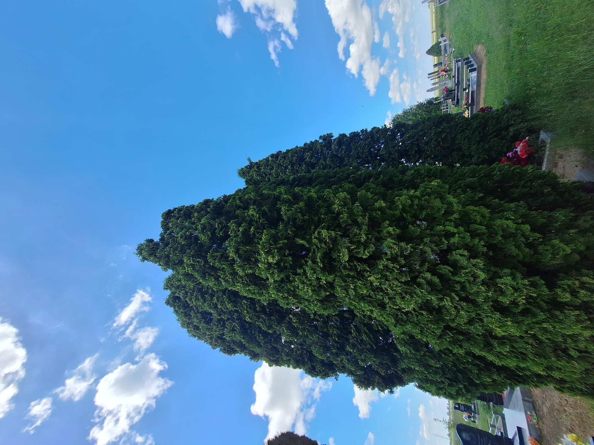 The image depicts a cemetery in Блеўчыцкі сельскі Савет, Belarus. Tall, dark green coniferous trees dominate the foreground, their foliage dense and casting shadows. In the background, rows of gravestones are visible, some with floral arrangements. The sky above is a clear blue, with scattered white clouds. The ground is covered in green grass. The overall scene is serene and somber.
