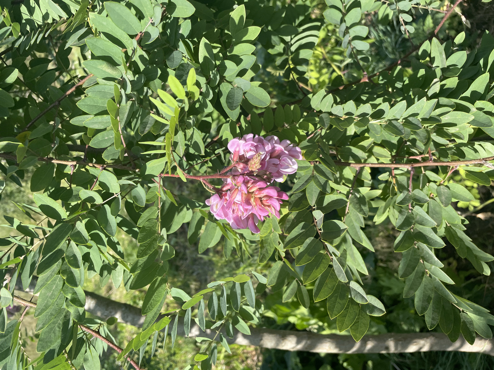 A close-up, eye-level outdoor shot captures a cluster of delicate pink flowers hanging from a branch of a tree. The flowers are in full bloom, with numerous small, pea-like blossoms clustered together in a pendulous raceme. The tree's leaves are a vibrant green, compound, and pinnately arranged along the branches. The branches themselves are thin and reddish-brown. Sunlight filters through the leaves, creating dappled light and shadows on the foliage. In the background, blurred greenery and a tree trunk suggest a natural, possibly park-like setting. The image appears to be taken in Shpykolosy, Ukraine. There are no people visible in the frame.