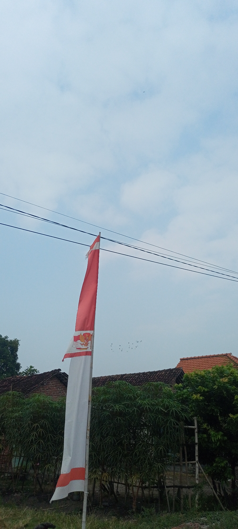 A tall, thin Indonesian flag, red and white, flies on a pole against a pale blue sky with scattered white clouds. The flag features the Garuda Pancasila emblem in the center. Below the flag, a line of dense green trees with thin trunks is visible, interspersed with a few thinner, taller trees. Behind the trees, the terracotta-tiled roofs of two buildings can be seen, one with a dark brick wall. Power lines stretch horizontally across the upper portion of the image. A small flock of birds is present in the sky to the right of the flag. The ground in the foreground is covered with dry grass and some darker debris. The scene appears to be in a rural or semi-rural setting.