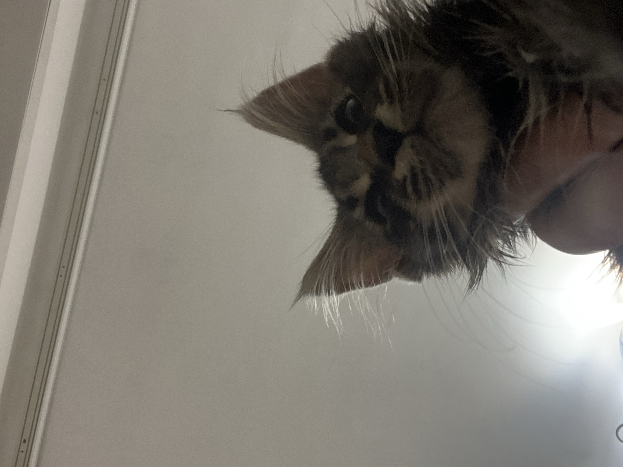 A low-angle, close-up, full-frame shot shows the face of a young Maine Coon cat looking directly at the camera. The cat has tabby markings on its face and head. Its ears are pointed and have tufts of fur. The cat is held up, likely by a human hand, as suggested by the blurred skin tone visible at the bottom of the frame. The background is a plain, light-colored ceiling with some subtle architectural details at the top. The lighting is bright, with a strong light source appearing to the left of the frame, creating a lens flare and illuminating the cat's fur. The overall impression is of a playful or curious interaction.