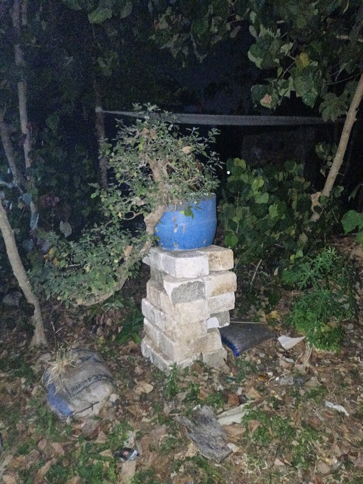 The image depicts an outdoor scene at night, possibly in Cikal, Indonesia, characterized by low lighting and a somewhat cluttered environment. The central focus is a bonsai tree in a vibrant blue pot, elevated on a makeshift pedestal constructed from stacked light-colored bricks. The bonsai itself appears healthy with dense green foliage and small yellow fruits.
Surrounding the bonsai are various elements of the natural and man-made environment. To the left and behind the bonsai, there are trees with visible trunks and branches, their leaves forming a dark canopy. In the foreground and scattered around the base of the brick pedestal, the ground is covered with fallen leaves, grass, and debris, including a burlap sack with visible lettering. A piece of what appears to be blue plastic is also visible near the sack. Further back, dense green foliage and more trees create a backdrop. A horizontal metal bar or beam is visible in the mid-ground, possibly part of a fence or structure. The overall impression is of an unkempt outdoor area, possibly a garden or yard, at dusk or during the night, with artificial lighting being minimal or absent, contributing to the dark and shadowy ambiance. There are no people visible in the image.