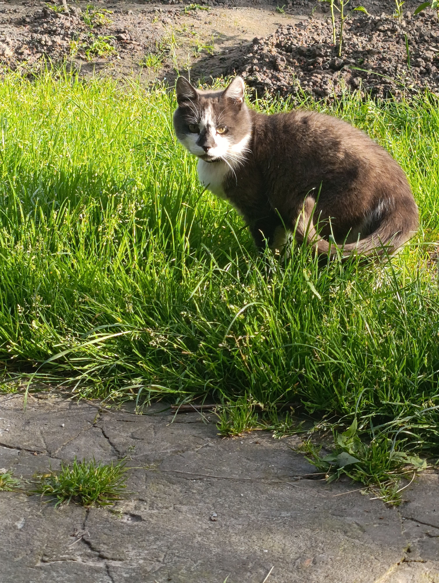 A grey and white cat sits in thick green grass next to a cracked concrete path. The cat is facing the right side of the frame, with its head turned to look directly at the camera. Its left ear is perked up, and its tail is curled around its body. The grass is vibrant green and illuminated by sunlight, with some patches of dry soil and small plants visible in the background. The concrete path is weathered and shows signs of age and cracking, with small tufts of grass growing through the gaps. The scene appears to be outdoors, possibly in a garden or park. The overall impression is one of a domestic animal in its natural habitat.