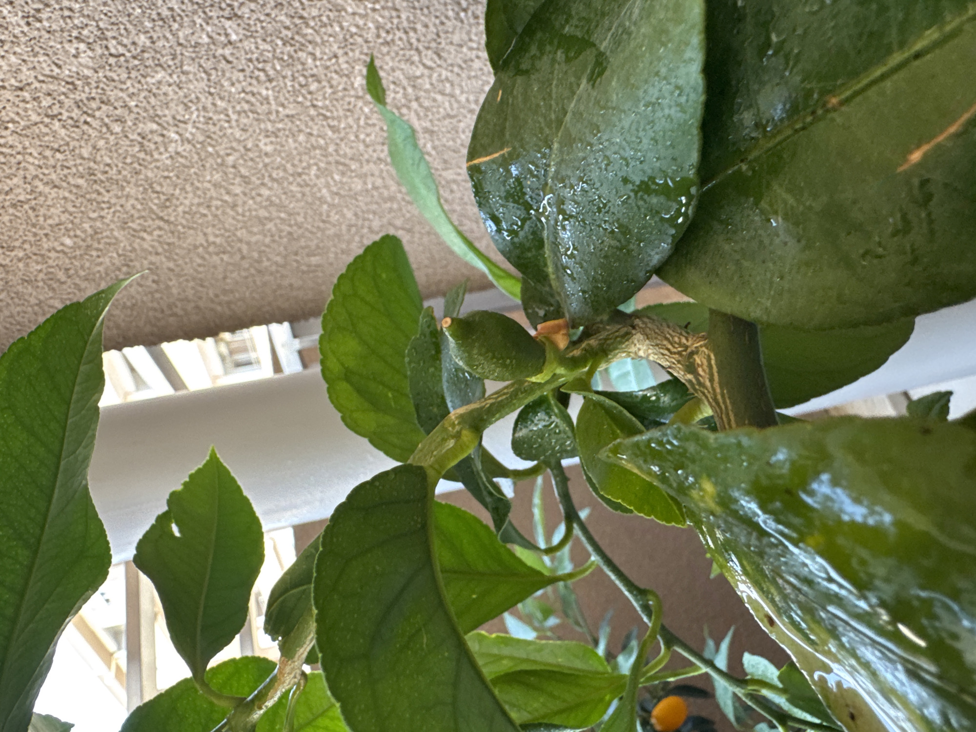 A close-up, eye-level shot focuses on a small, green, unripe lemon fruit on a branch of a citrus tree. The fruit is positioned centrally, to the left of the image, and is about an inch long with a bumpy texture. The branch it's attached to is woody and light brown. Several large, dark green leaves surround the fruit, some glistening with water droplets, suggesting recent watering or dew. In the background, out of focus, is a textured, beige wall and a white vertical pole. A hint of a balcony railing and a building can be seen further in the background. To the far left, a tiny orange fruit, possibly a kumquat, is visible. The overall scene is one of a home garden or balcony.