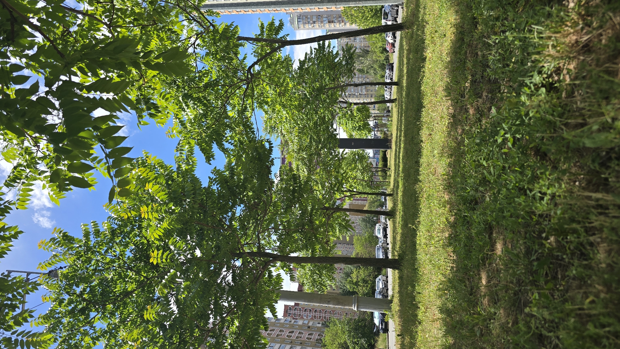 A vibrant outdoor scene captures a line of lush green trees under a bright blue sky with scattered white clouds. The image, likely set in an urban or suburban environment, features a wide strip of verdant grass in the foreground, stretching horizontally across the bottom. The grass appears healthy, with natural variations in texture and shade, and patches of darker earth or weeds mixed in.
A row of deciduous trees, with full, rich green foliage, extends across the middle ground of the image. Their dense canopies create a natural barrier, partially obscuring the sky and casting shadows on the grassy area. The sunlight filters through the leaves, highlighting their fresh, vibrant color, suggesting a spring or summer day. The tree trunks are visible, appearing relatively slender and brown.
In the background, beyond the trees, several multi-story buildings are visible, indicating a residential or commercial area. Their facades vary in color, with some appearing light-colored and others reddish-brown, featuring numerous windows. Parked cars are scattered along what appears to be a street or parking lot nestled between the trees and the buildings. A dark, rectangular structure, possibly a sign or monument, is partially visible behind the trees in the mid-distance, and a light-colored pole stands closer to the foreground on the right.
The overall impression is one of a peaceful green space integrated into a cityscape. The clear blue sky and strong sunlight confirm it is daytime, likely a bright morning or afternoon. No people or specific activities are depicted, focusing instead on the natural and architectural elements of the scene. There is no discernible text visible in the image.