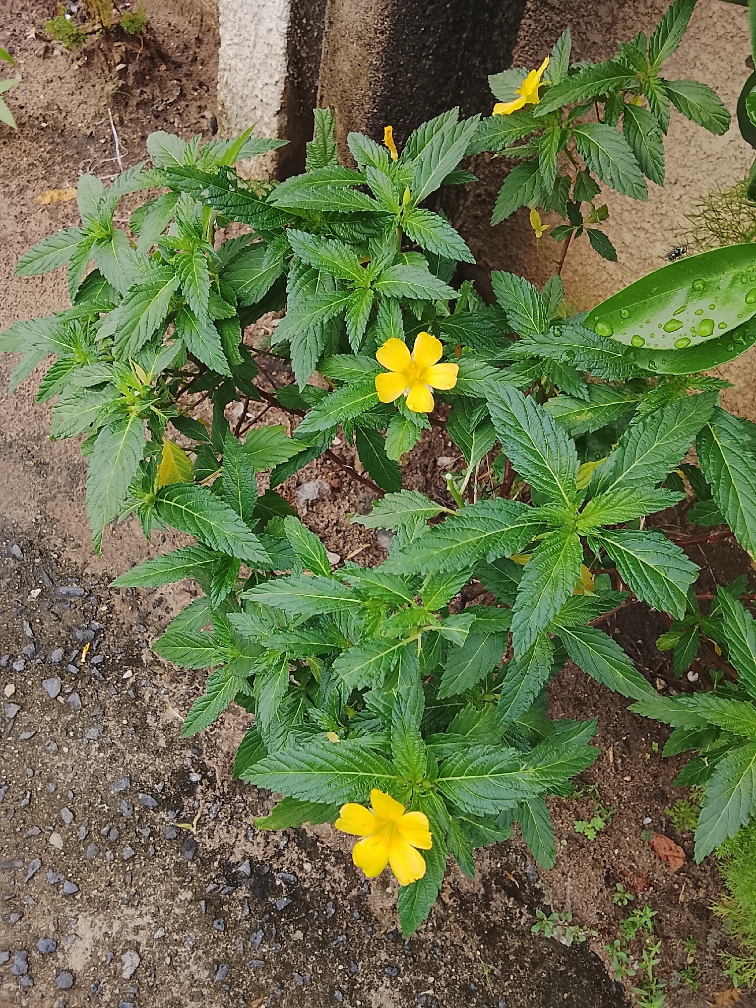 A close-up, eye-level shot shows a vibrant green plant with serrated leaves and bright yellow flowers. The plant is growing in a patch of dirt, with some gravel and larger stones visible on the ground. A concrete structure, possibly a wall or curb, is in the background. A large green leaf with water droplets rests on the plant's foliage, and a small insect is perched on it. The scene suggests an outdoor environment, likely a garden or roadside in Rumuepirikom, Nigeria. The lighting is natural, indicating it was taken during daylight.