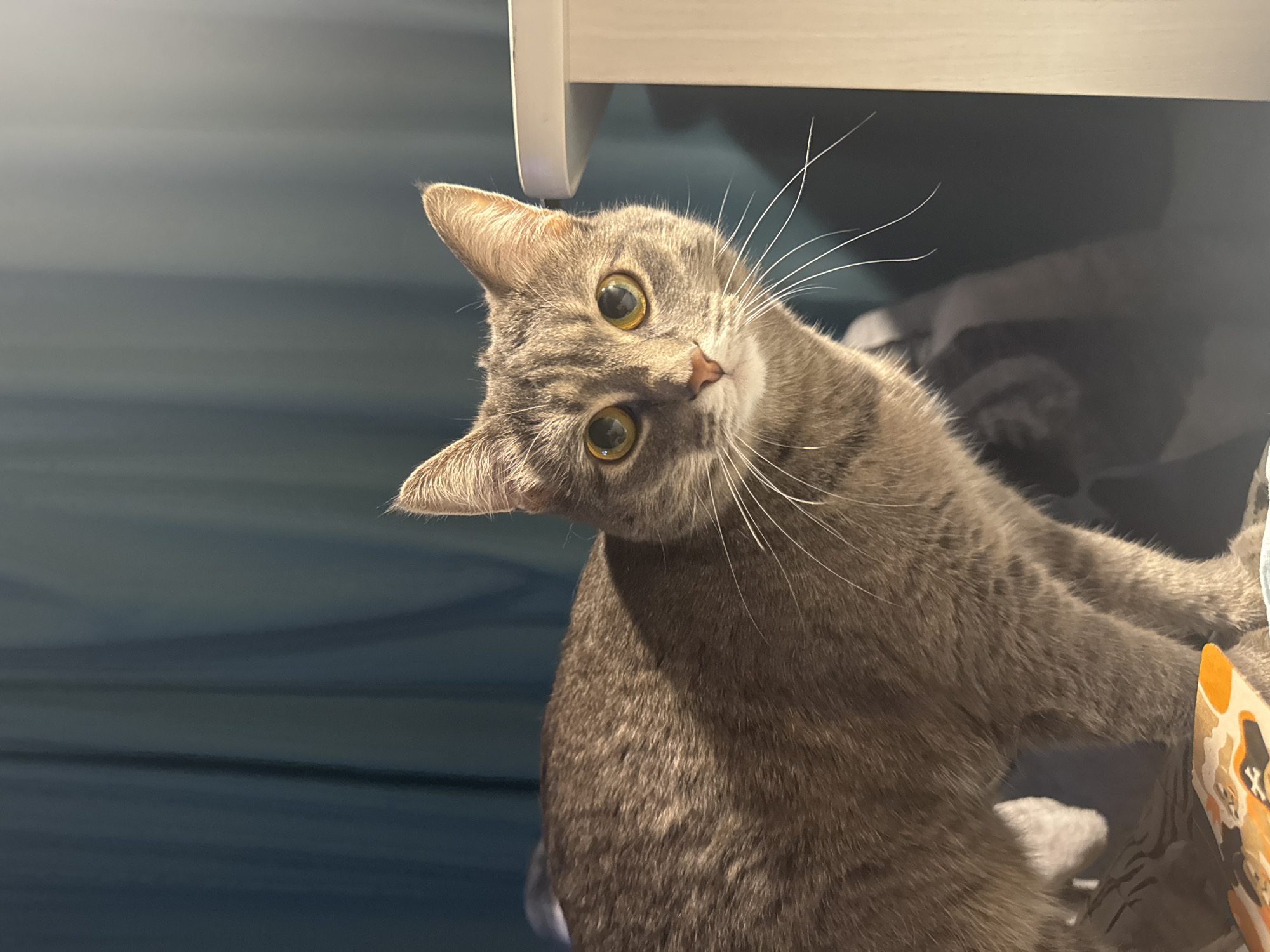 A grey tabby cat is looking at the camera with its head tilted to the left. The cat has yellow eyes and white whiskers. The background consists of a blue wall with horizontal stripes, a white shelf, and some dark, blurry shapes. There is no indication of the city of Chaikovsky, Russia, in the image.