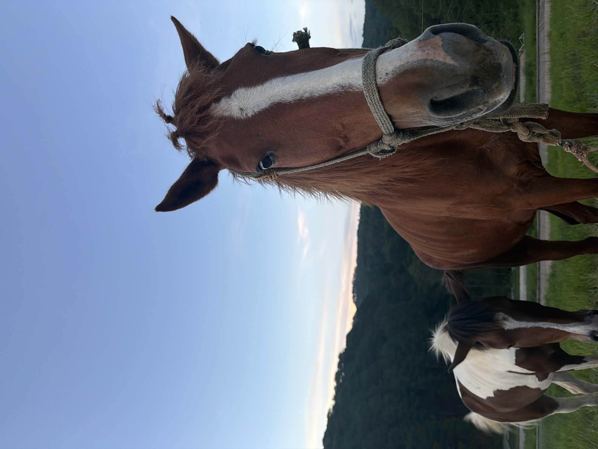 The image features two horses in an outdoor setting, likely during the late afternoon or early evening given the soft, diffused light and the warm tones on the horizon. The main subject is a close-up of a brown horse's head and neck, tilted downwards and towards the camera, creating an intimate perspective. This horse has a prominent white blaze running down its forehead and nose. A simple rope halter is visible around its head. Its eyes appear dark and observant.
In the background, another horse with a brown and white coat is partially visible, with its head lowered. The setting appears to be a grassy field with a treeline in the distance, suggesting a rural or semi-rural environment. The sky is a clear, pale blue with a hint of warm light near the horizon, where a soft glow suggests the sun is setting or has recently set behind the distant hills. The overall mood is peaceful and natural. Da Lat, Vietnam, is a mountainous city known for its temperate climate and scenic landscapes, which aligns with the visual cues in the image. No text is visible in the media file.