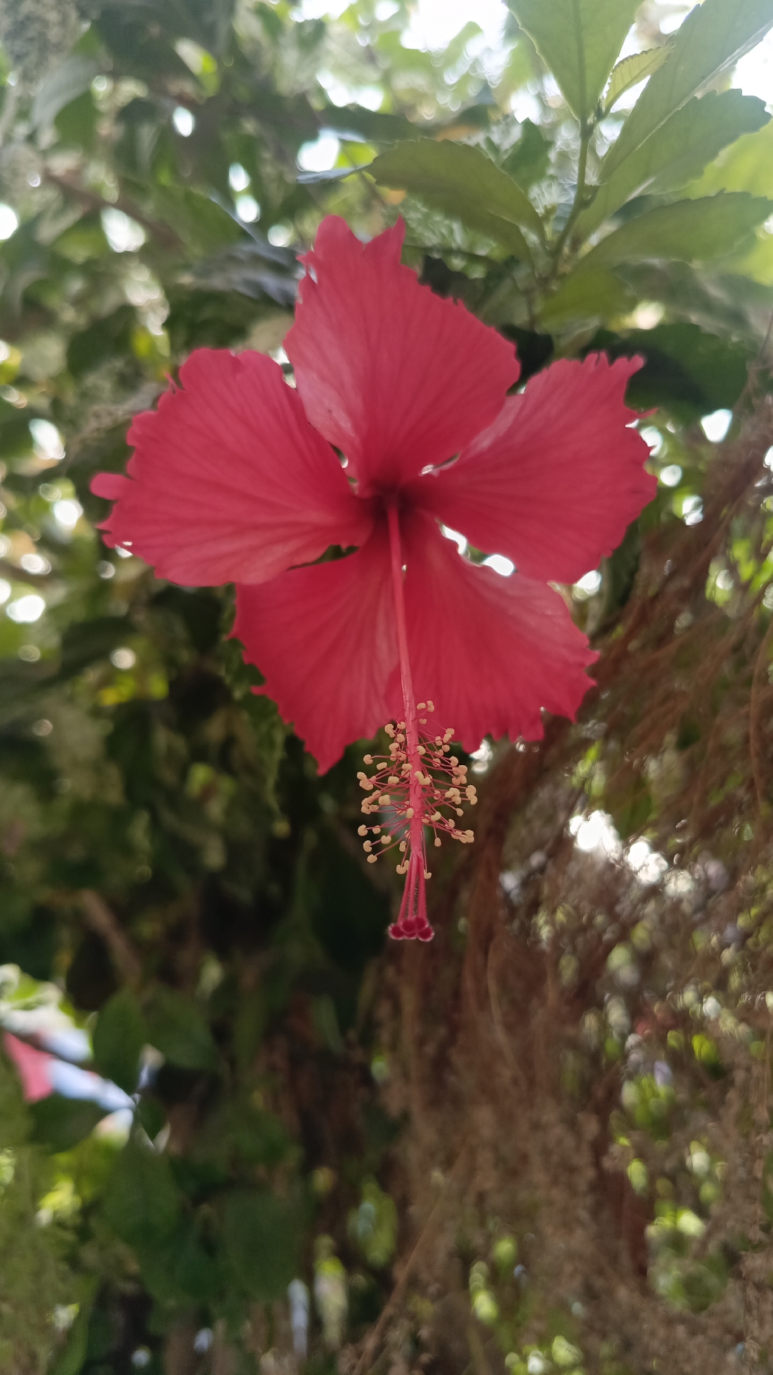 A single, bright red hibiscus flower is in full bloom, its five petals spread wide. The flower's stamen, a delicate pink filament tipped with yellow pollen, hangs down from the center. The flower is positioned against a backdrop of lush green leaves and out-of-focus branches, suggesting it is in an outdoor garden or natural setting. The lighting indicates it is daytime, possibly morning or afternoon, with sunlight filtering through the foliage. The image appears to have been taken in Kebumen, Indonesia, a region known for its tropical climate and abundant plant life. There are no people or animals visible in the frame. The overall impression is one of natural beauty and vibrant color.