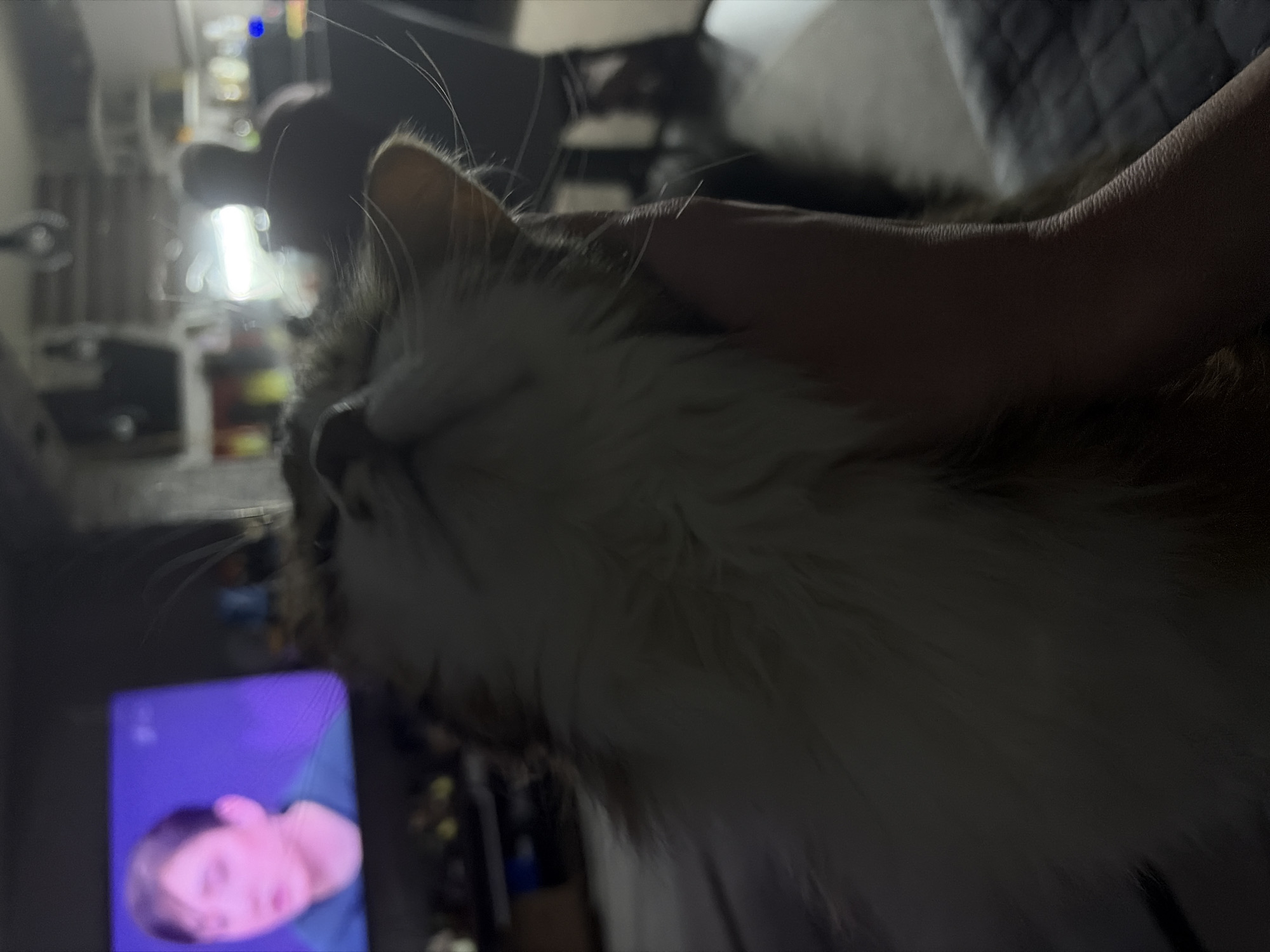 A person is petting a long-haired cat. A television screen in the background displays an image of a person's face. The setting appears to be indoors, possibly a residential living room. The city of Chaikovsky, Russia, cannot be verified from the image.