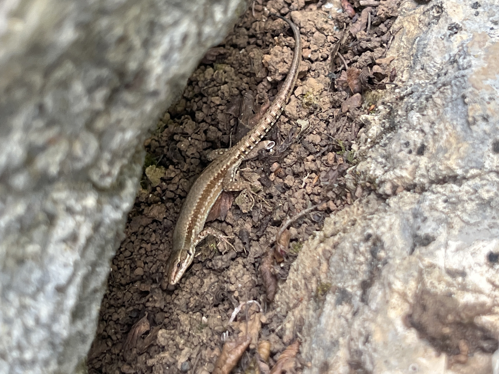 The image depicts a brown lizard resting on dark, pebbly ground between two large rocks. The location is likely Mrtvo Duboko, Montenegro, based on the prompt. The lizard is approximately centered in the frame, with its head pointing towards the lower-left and its tail extending upwards. The rocks are grey and textured. The ground consists of small, dark brown pebbles. There are also a few small leaves and twigs scattered on the ground. No people are visible.