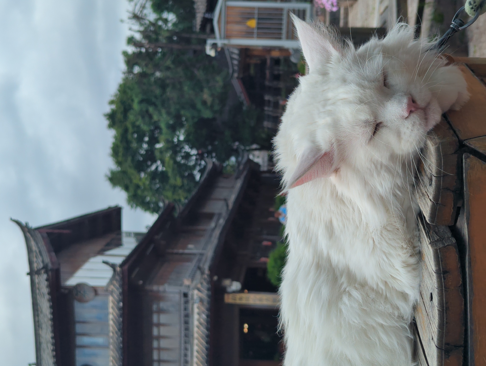 A fluffy white cat is sleeping on a wooden surface with a traditional Chinese building in the background. The cat's eyes are closed, and its head is resting on its paws. The building appears to be made of wood and has a tiled roof with upturned eaves. Trees and a cloudy sky are visible behind the building. The scene suggests a peaceful moment in a historic setting within Gucheng District, China.