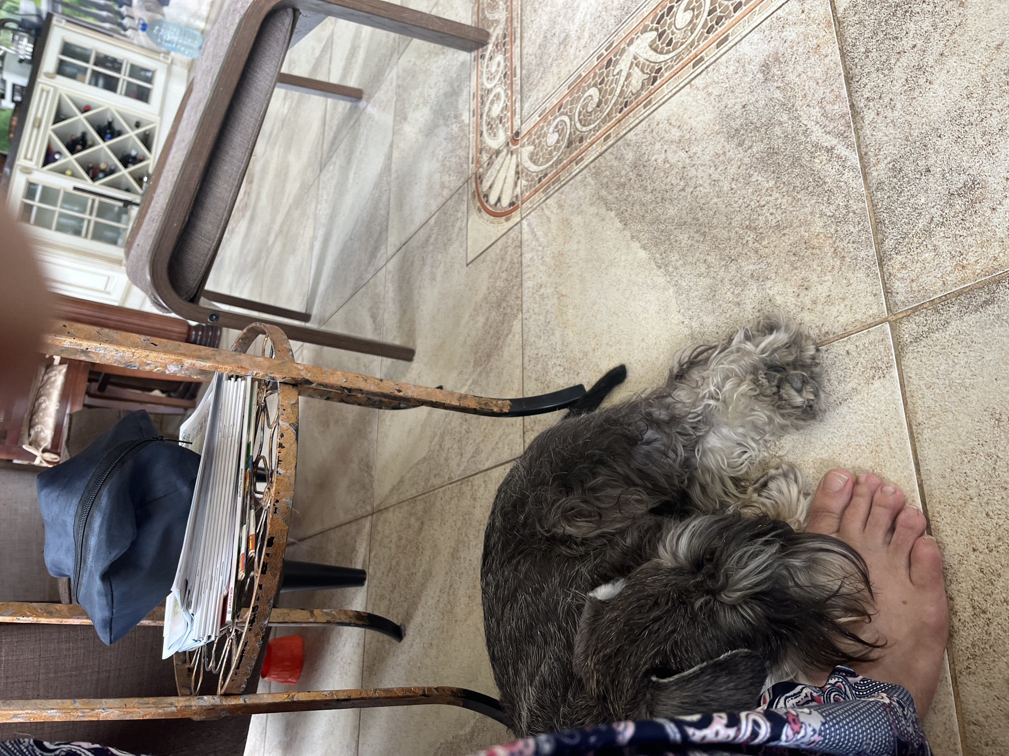 In Vladimirovka, Russia, a miniature schnauzer rests its head on a bare human foot on a tiled floor. The dog, with its characteristic gray and white fur, is curled up beneath an ornate metal table. The table's surface holds a stack of papers and a dark blue bag. In the background, a wooden chair and a buffet with glass doors are visible.