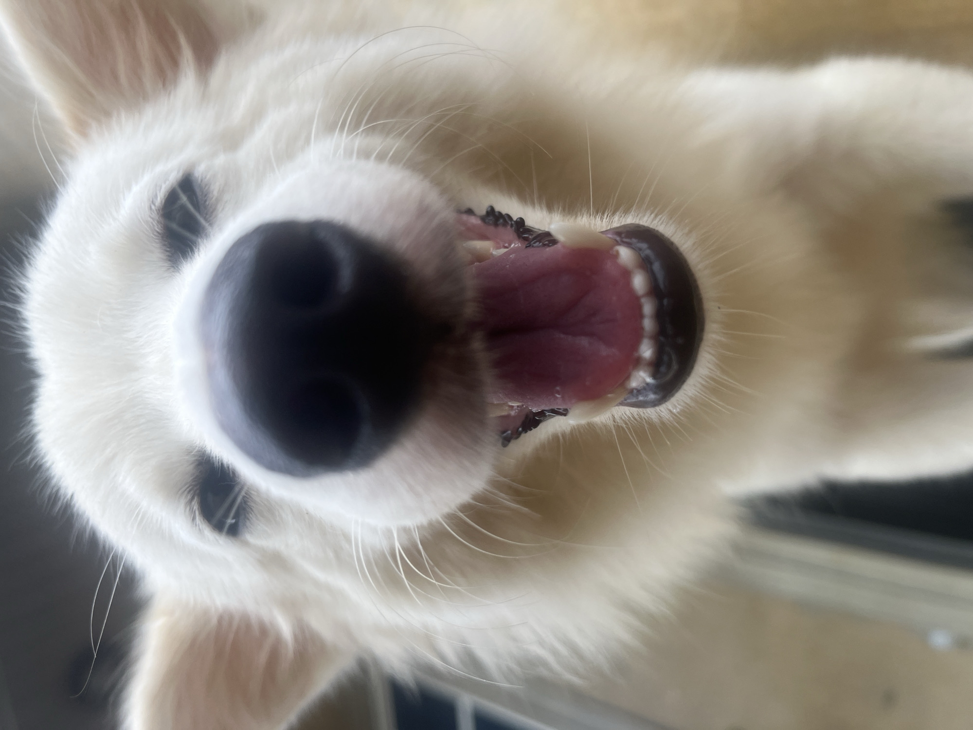 The image is a close-up, upside-down view of a white dog's face. The dog has a large black nose, visible teeth, and a pink tongue. The dog has white fur, and its eyes are visible in the top corners of the frame. The background is blurred and out of focus. There is no indication this image was taken in Ikot Ekpene, Nigeria.