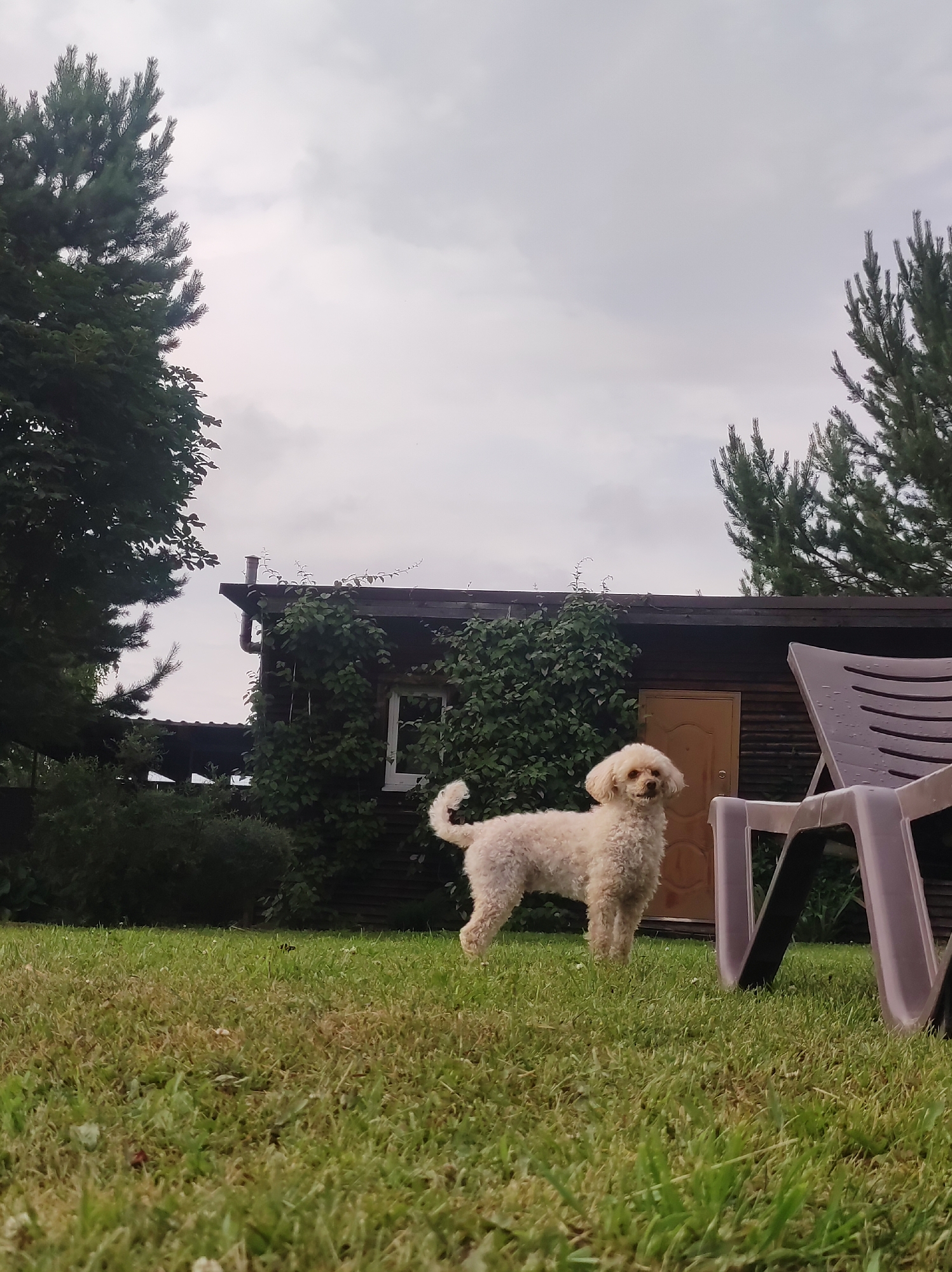A cream-colored poodle stands on a green lawn in front of a wooden building. The dog is facing the camera, looking to its right with its head slightly tilted. Its tail is curled upwards. Behind the dog, the building appears to be a shed or small house, with a brown wooden door and a window covered in ivy. To the right of the building, a part of a brown plastic lounge chair is visible, with some raindrops on it, suggesting recent rain. Pine trees with dark green needles are on either side of the scene, framing the sky which is overcast and cloudy, indicating a gloomy or possibly post-rain weather. The grass in the foreground is lush and green, with some patches of brown, and a few small white flowers are scattered throughout. The time of day is difficult to determine precisely due to the overcast sky, but it appears to be daytime. The overall mood is serene and natural, with the dog appearing alert and perhaps curious. The location is identified as Фоки, Russia. There is no visible text in the image.