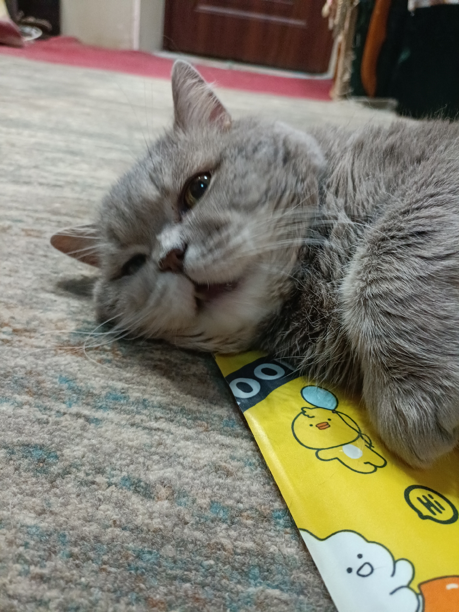 A grey cat is lying on a patterned carpet, with its head resting on a yellow object with cartoon illustrations. The cat's eyes are partially closed. The scene appears to be indoors, with a blurred background suggesting furniture and flooring. There is no discernible indication of the city of Bataysk, Russia, or any specific urban environment within the image.