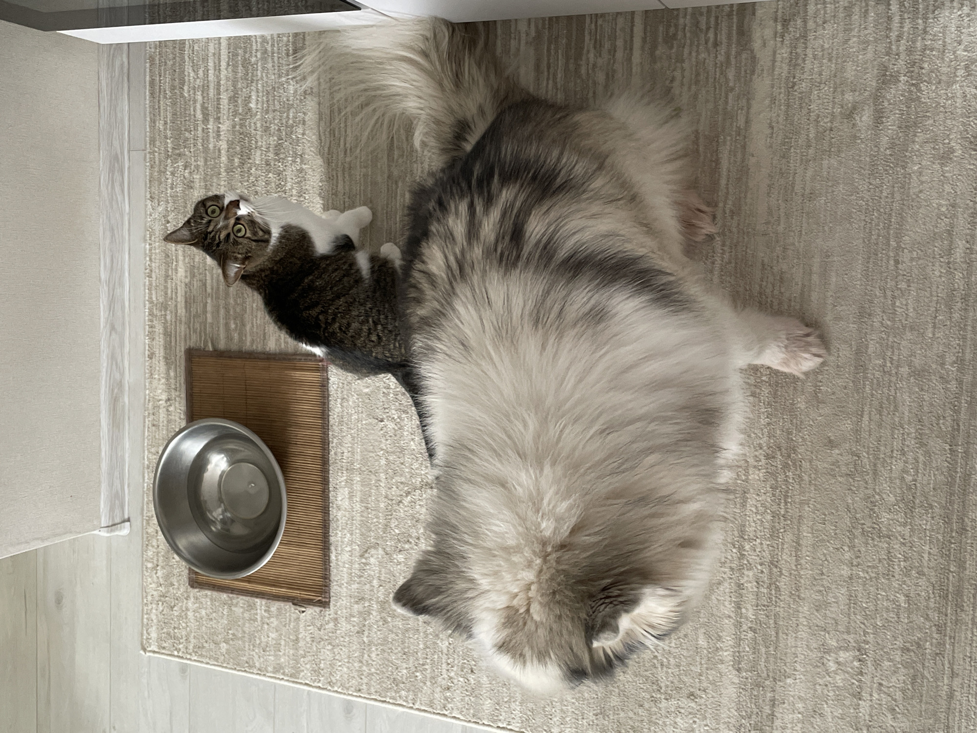 An indoor scene in a residential setting, brightly lit by natural daylight, shows two cats on a light-colored, textured carpet, with light wooden flooring visible adjacent.
In the foreground, a large, fluffy long-haired cat, predominantly light grey and white, is lying on its side, with its head mostly out of frame towards the bottom right. Its voluminous, grey and white striped tail is visible towards the top of the image, curled on the carpet.
Behind the fluffy cat, a smaller, short-haired tabby cat sits upright. This cat has brown and grey striped fur with prominent white markings on its chest, paws, and face. Its eyes are wide and round, conveying a startled or highly alert expression as it looks upwards and to its left.
To the left of the cats, an empty stainless steel pet bowl is placed on a small, rectangular bamboo mat. The carpet features a subtle striped pattern, complementing the smooth, light-toned wooden or laminate flooring. A light-colored wall or piece of furniture can be seen along the left and top edges of the frame. There is no visible text. The image provides a glimpse into a domestic moment in Pervomaysky, Russia.