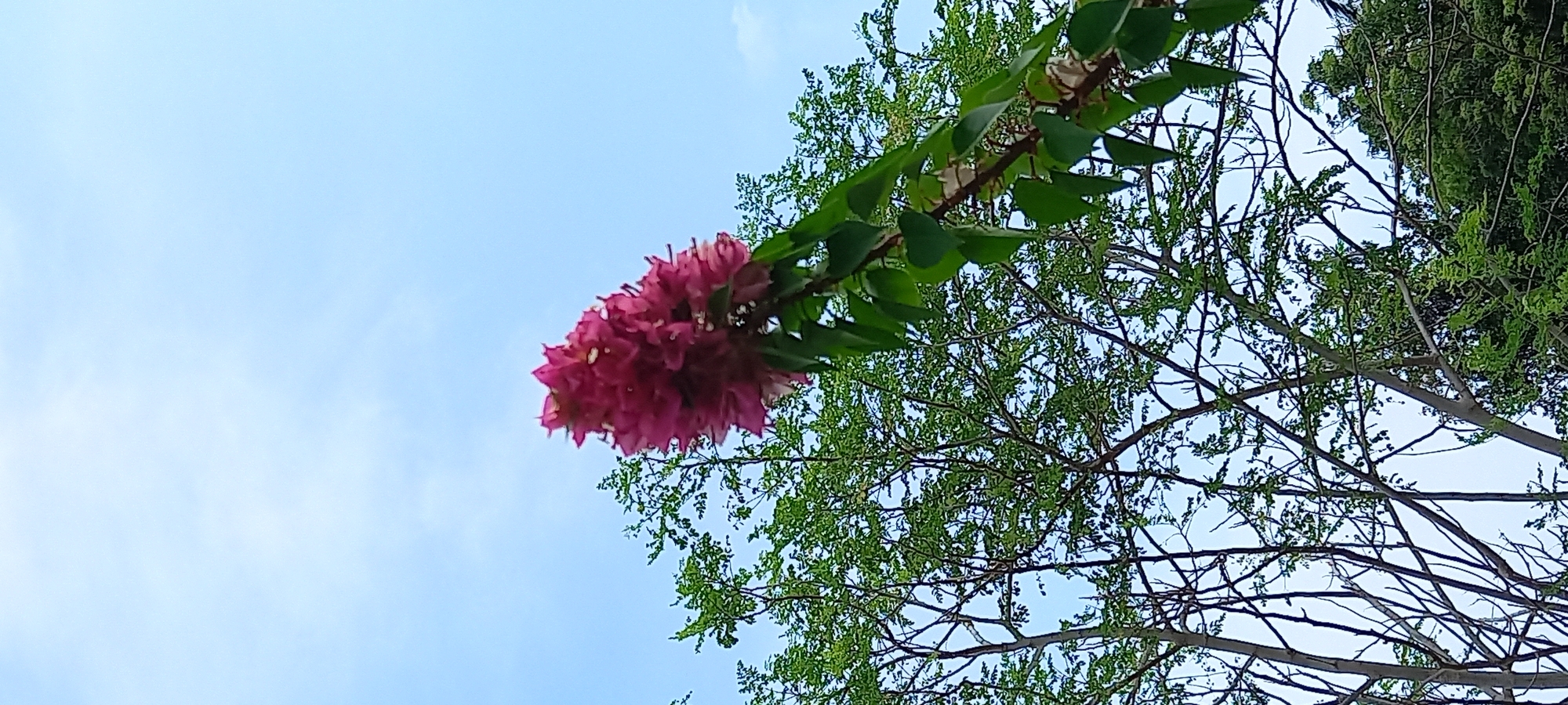 A low-angle shot depicts a vibrant pink Bougainvillea cluster with green leaves extending on a branch from upper-left towards the right, framed against a blue sky with scattered clouds. A tree with small green leaves and thin branches fills the middle-right and lower-right of the frame. The photo was taken in Baan Wang Ta Kien, Thailand.