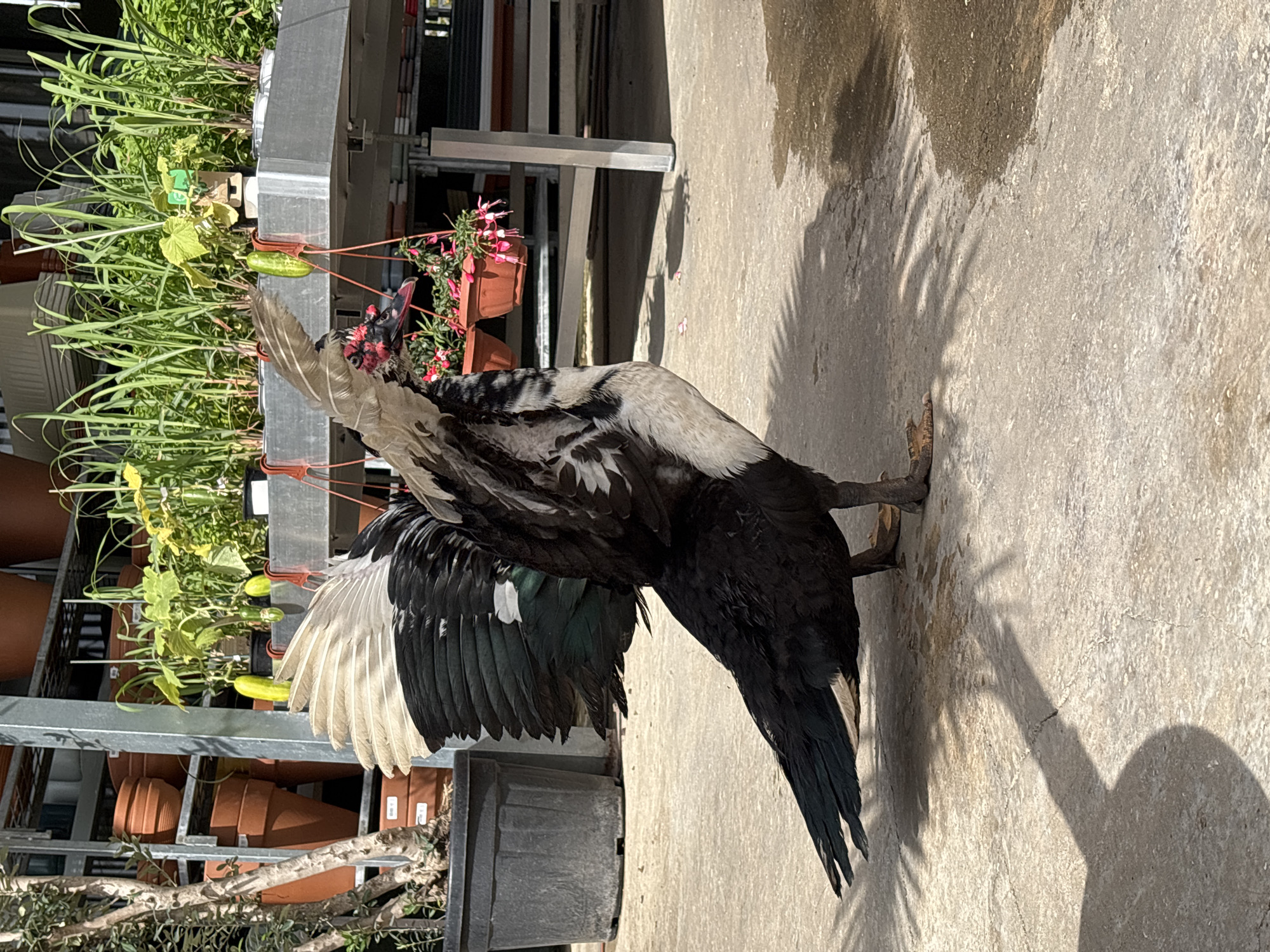 A Muscovy duck stands on a concrete surface in Tel-Aviv, Israel. The duck is primarily black and white, with some green iridescence on its wings. It is bending forward with its head near the ground, and its wings are partially spread. To the left of the duck is a metal shelving unit holding potted plants, including herbs and flowers, and some terra cotta pots. The background consists of indistinct architectural structures. The scene is illuminated by sunlight, which casts shadows on the concrete surface.