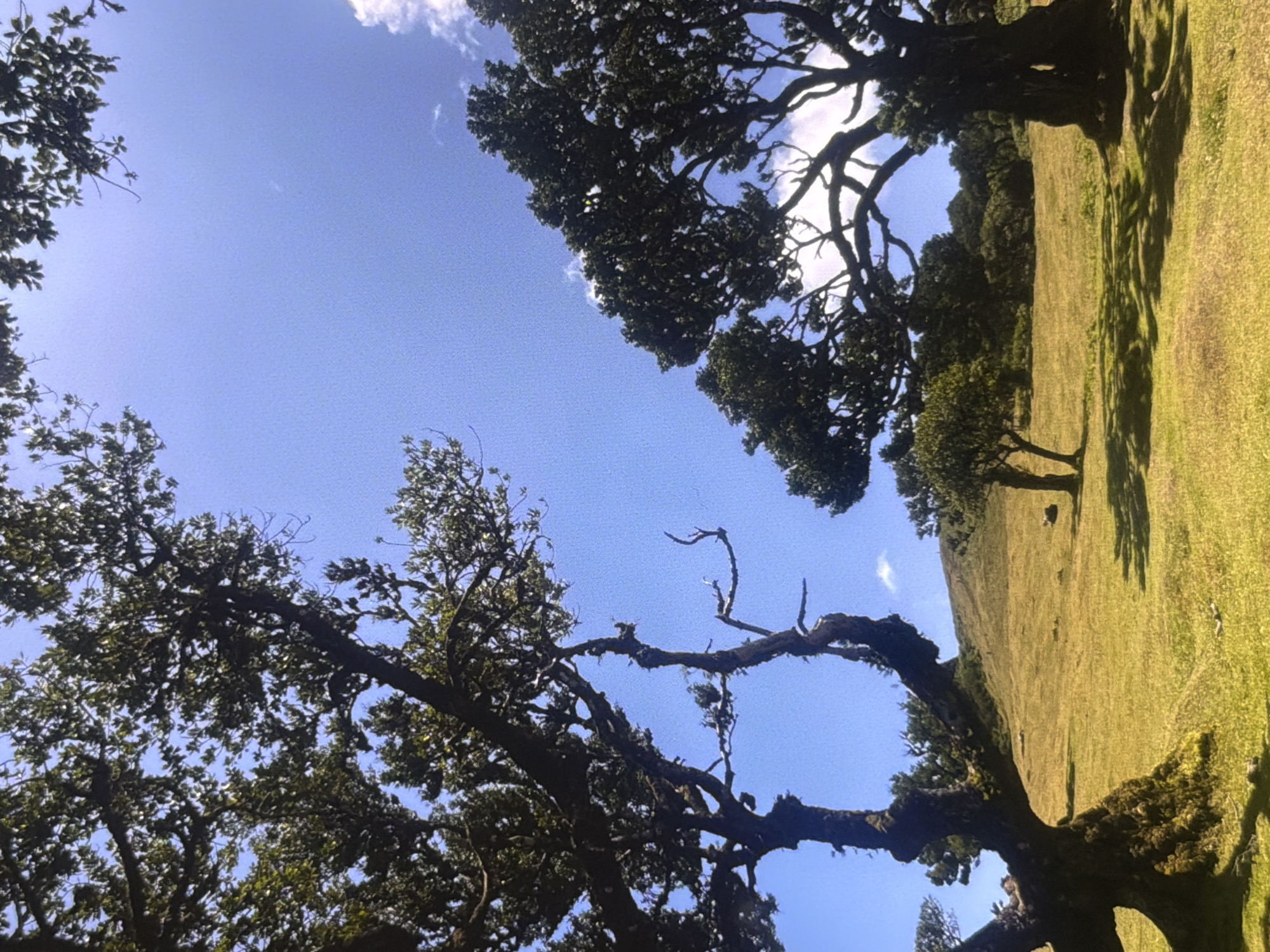 This image depicts a scenic landscape with large, gnarled trees framing a vast expanse of blue sky. In the foreground, thick branches of old trees with dark green foliage stretch out, their textures rough and mossy. The trees are viewed from below, looking upwards towards the sky. The sky is clear and bright blue, with a few wispy white clouds.
In the background, a gently sloping grassy hillside is visible. The grass is a vibrant green, catching the sunlight and casting long shadows from the trees. The hillside appears to be part of a natural landscape, possibly a park or a rural area. The overall impression is one of natural beauty and tranquility. The time of day appears to be daytime, likely late morning or early afternoon, given the bright sunlight and the angle of the shadows. The weather seems pleasant and sunny. There is no visible text or identifiable people in the image.