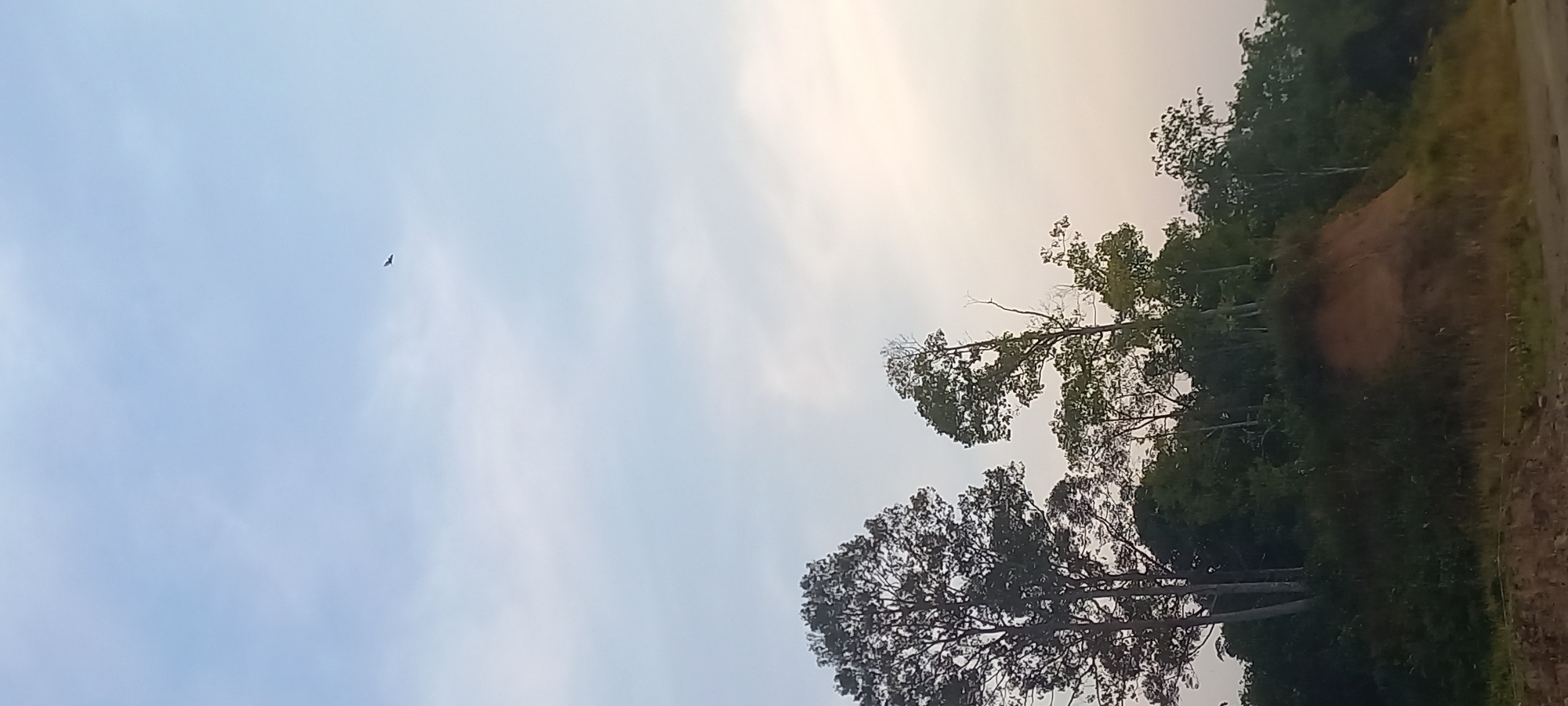 A single bird is captured in flight against a pale blue sky with wispy clouds. The bird is positioned in the upper right quadrant of the image, appearing as a dark silhouette. Below the sky, a line of trees forms a dense green canopy atop a sloping embankment of reddish-brown earth. The trees on the left are larger and more defined, with one particularly tall tree dominating the left edge of the frame. The embankment itself is covered in dark green vegetation. The bottom of the image shows a rough, unpaved surface, possibly a road or disturbed ground, with some dry grass and debris. The overall scene suggests an outdoor, natural environment, possibly on the outskirts of a rural or developing area. The image is a vertical composition. The location is in the city of Loa Lepu, Indonesia.