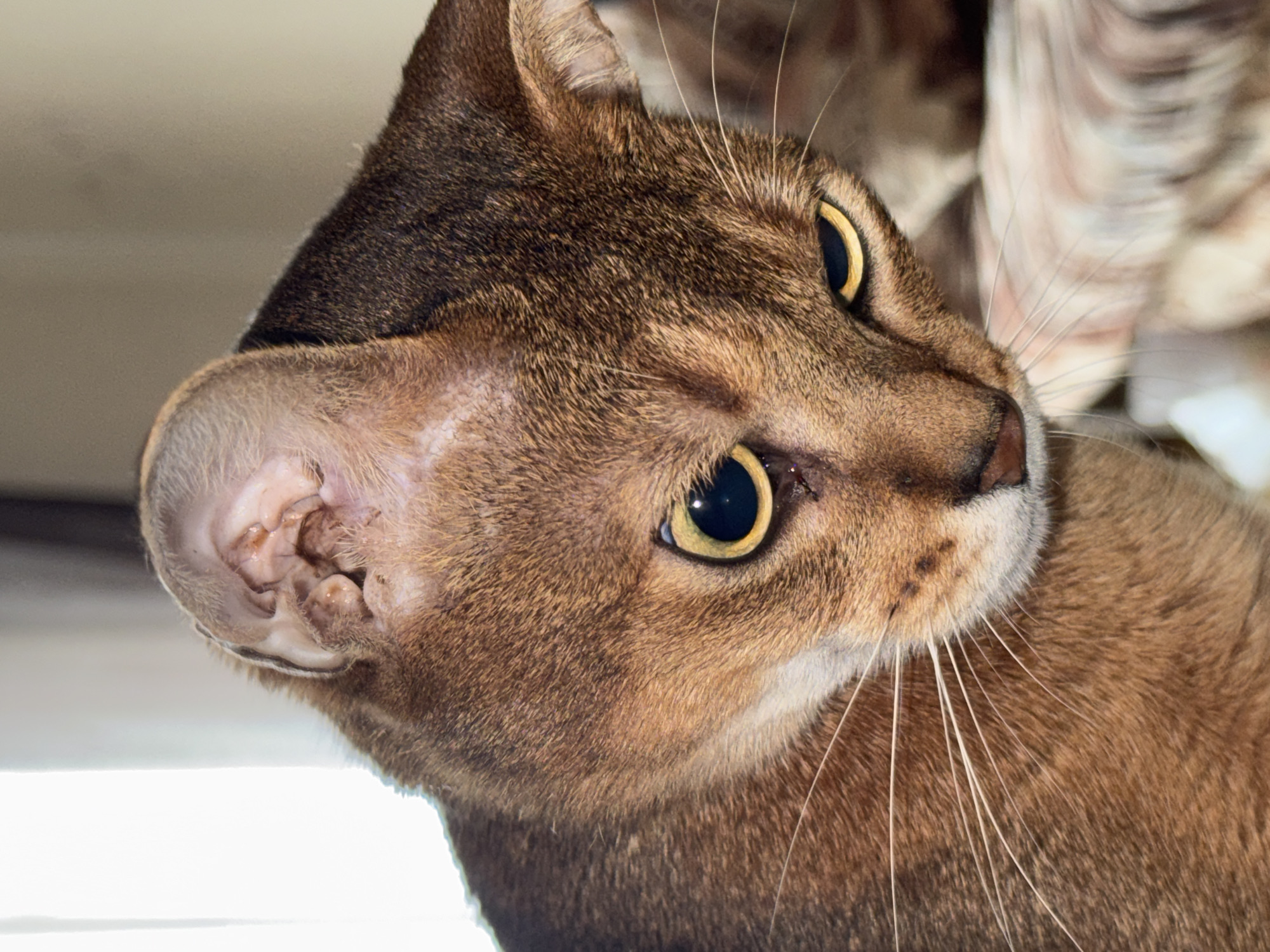 The image is a close-up portrait of an Abyssinian cat. The cat has short, reddish-brown fur with darker tabby markings on its head and back. Its large, almond-shaped eyes are a striking yellow with dark pupils. The cat's ears are prominent and appear to have some visible folds and possibly some scabbing or minor injuries on the inner surface. The cat is looking downwards and to the right of the frame. The background is blurred and appears to be an indoor setting, with a soft, neutral-colored wall and a hint of a window with a white curtain on the left. There is no indication of the location being in Chaikovsky, Russia.