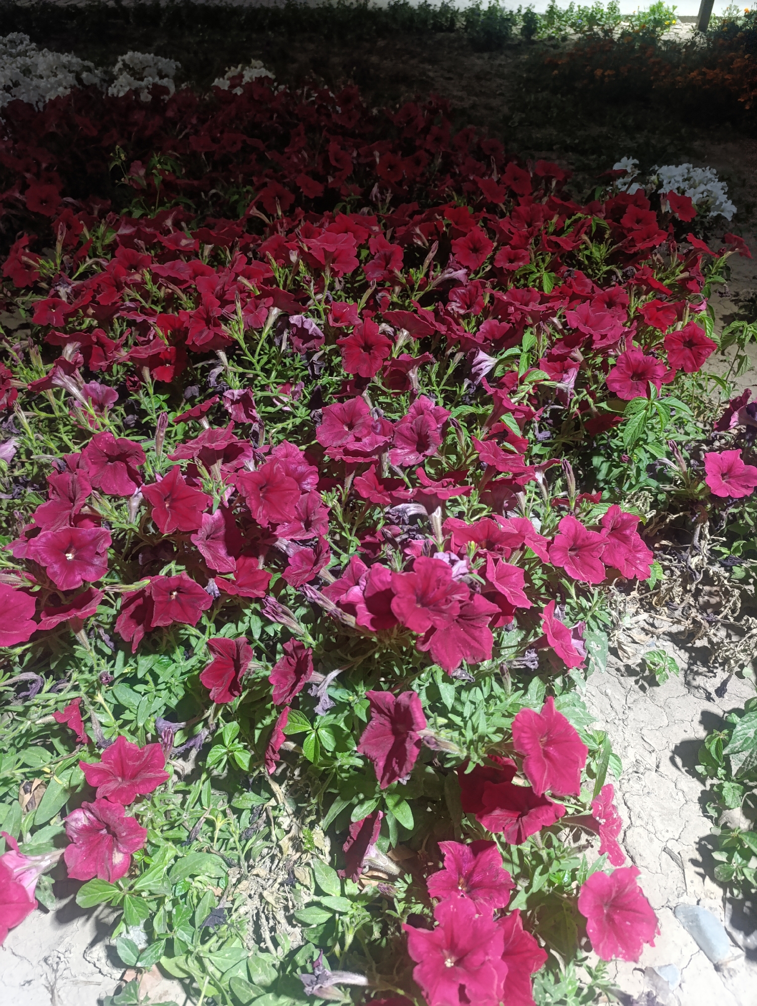 The image depicts a dense bed of deep red petunia flowers with lush green foliage, set against a backdrop of dry, cracked earth. In the distance, a blurred row of white flowers and some darker foliage are visible, suggesting a garden or park setting. The lighting suggests it might be late afternoon or early morning, casting shadows and highlighting the vibrant colors of the petunias. The scene is devoid of people or animals, focusing solely on the natural beauty of the blooming flowers. The overall impression is one of abundant floral growth in an arid environment.
