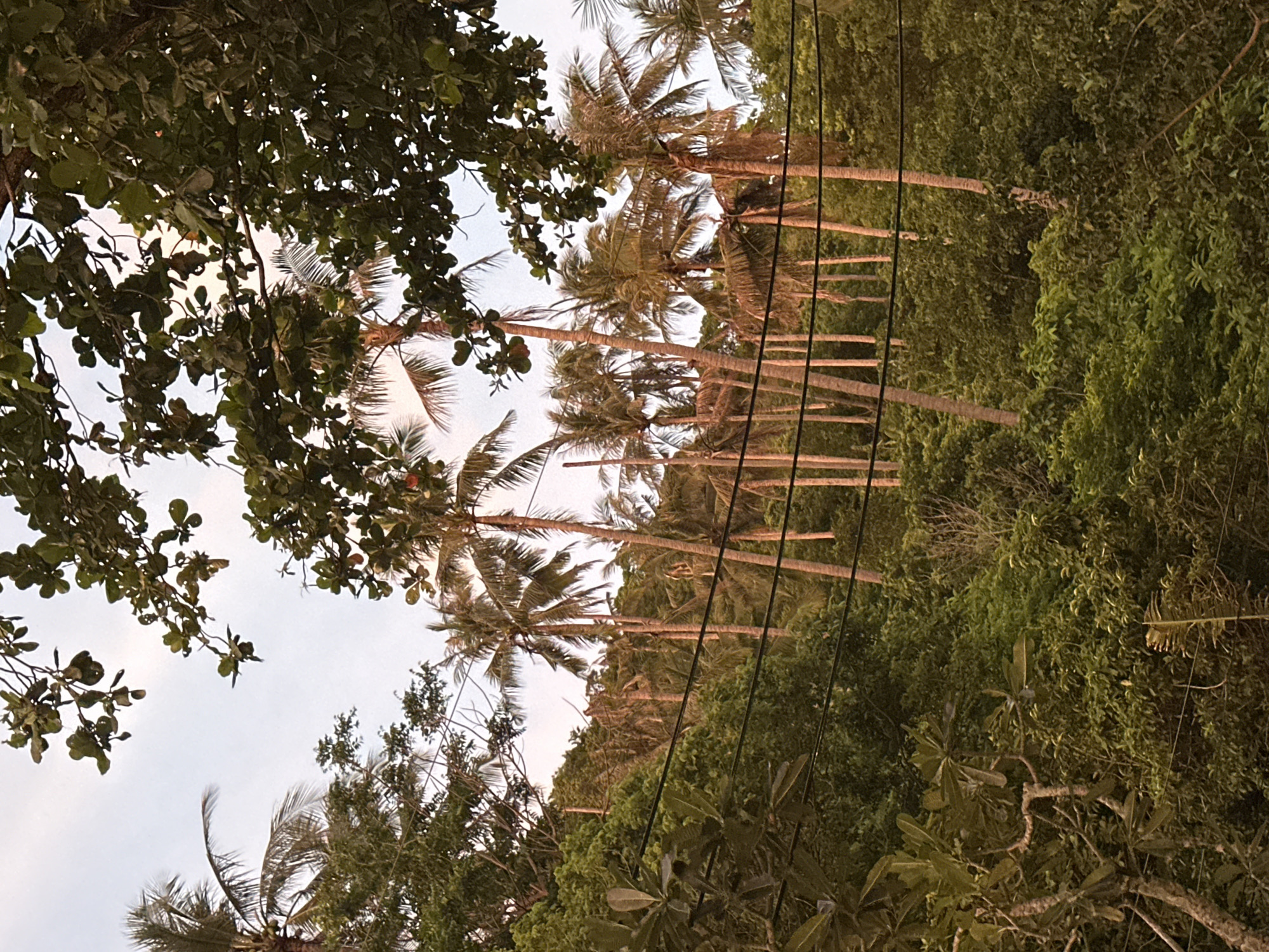 The image shows a scene dominated by palm trees and lush green foliage. Several tall palm trees, with their distinctive rough trunks and feathery fronds, are visible, some reaching towards the sky. The trees are densely packed, suggesting a tropical or subtropical environment. In the foreground, there are also branches and leaves from other trees, some with broader, darker green leaves, interspersed with the palm trees. Black wires, likely power lines, run diagonally across the image, cutting through the natural landscape.
The lighting suggests it is either early morning or late afternoon, with a soft, diffused light that casts subtle shadows. The sky is a pale, overcast color. The overall impression is one of a natural, somewhat wild setting, possibly a coastal area or a forest edge, given the presence of palm trees. The dense vegetation indicates a warm and humid climate. No people or specific objects are distinctly visible, other than the natural elements and the man-made wires. The scene evokes a sense of tranquility and the overwhelming presence of nature. There is no visible text in the image.