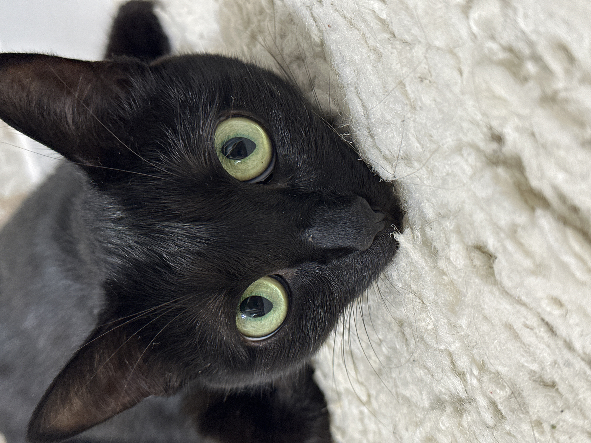A close-up photograph shows a black cat with light green eyes lying on a white, textured surface. The cat's face is turned towards the camera, with its nose nearly touching the surface. The cat's fur is short and glossy. The background is out of focus. There is no indication of location or city.