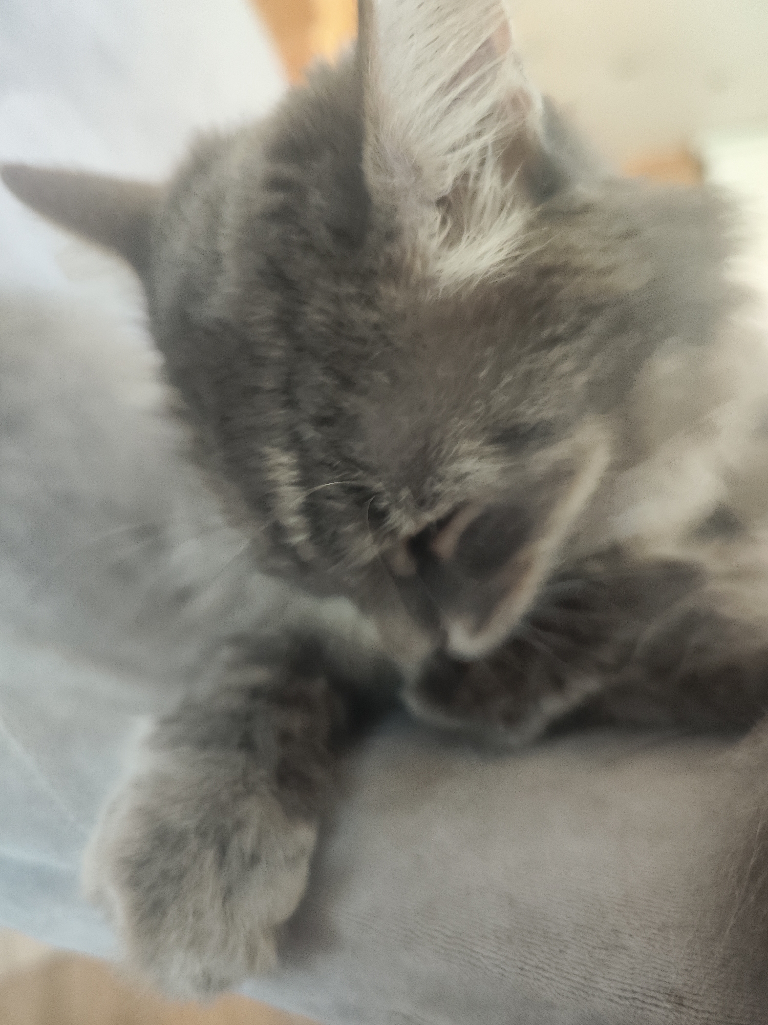 The image shows a gray cat resting on what appears to be a light-colored surface, likely fabric. The cat's head is tilted downwards, and its paws are visible near its face, suggesting it might be grooming or resting its head on its paws. The cat's fur appears soft and fluffy. The background is blurry and nondescript. There is no information about the location as Chaikovsky, Russia, in the provided image.