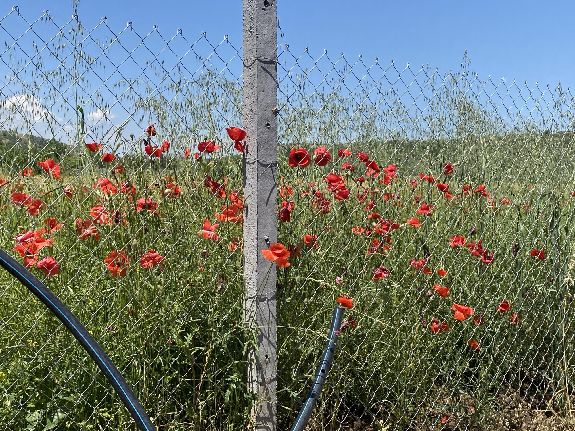 The image displays an outdoor scene in Belo Pole, Bulgaria, characterized by a chain-link fence separating a field of red poppies and green vegetation from the immediate foreground. A grey, weathered concrete post stands centrally, supporting the galvanized chain-link fence. Behind the fence, a dense growth of tall, slender-headed green grasses and numerous bright red poppies (likely *Papaver rhoeas*) populate the field. Multiple poppies are in full bloom, their red petals contrasting with the green foliage, with some plants appearing to grow through the fence openings. In the foreground, a black pipe or hose featuring a distinctive blue stripe is visible, extending diagonally from the lower left corner and also appearing near the base of the concrete post. The background reveals a clear, cloudless blue sky, with faint outlines of green hills or elevated terrain visible on the left horizon. No people or animals are present. The scene is illuminated by bright daylight.
