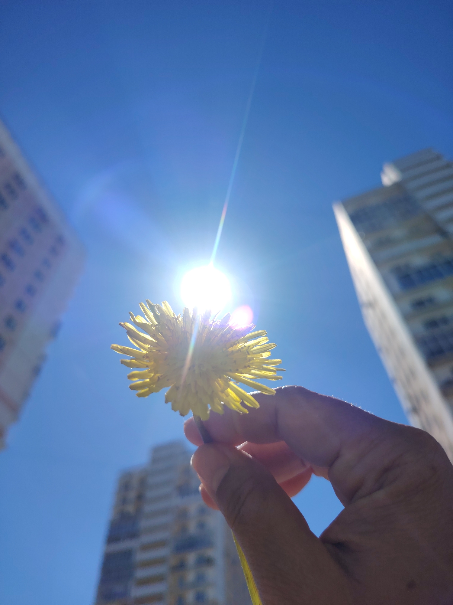 The image presents a low-angle perspective looking upwards towards a brilliant blue sky. A human hand, positioned in the lower right and center of the frame, holds a vibrant yellow flower, likely a dandelion or similar composite bloom. The sun, a bright and powerful light source, is centered in the upper middle of the sky, casting intense rays and creating a prominent lens flare that envelops the flower in light and creates a noticeable glow.
In the background, on both the left and right sides, tall, multi-story buildings are visible, slightly out of focus, suggesting an urban or built-up environment. Another building is faintly discernable in the lower central background. The harsh shadows on the hand and the intense brightness of the sky and sun indicate a clear, sunny day, likely around midday. The photograph captures a moment of holding a piece of nature against an urban backdrop under strong daylight. There is no visible text in the image.
