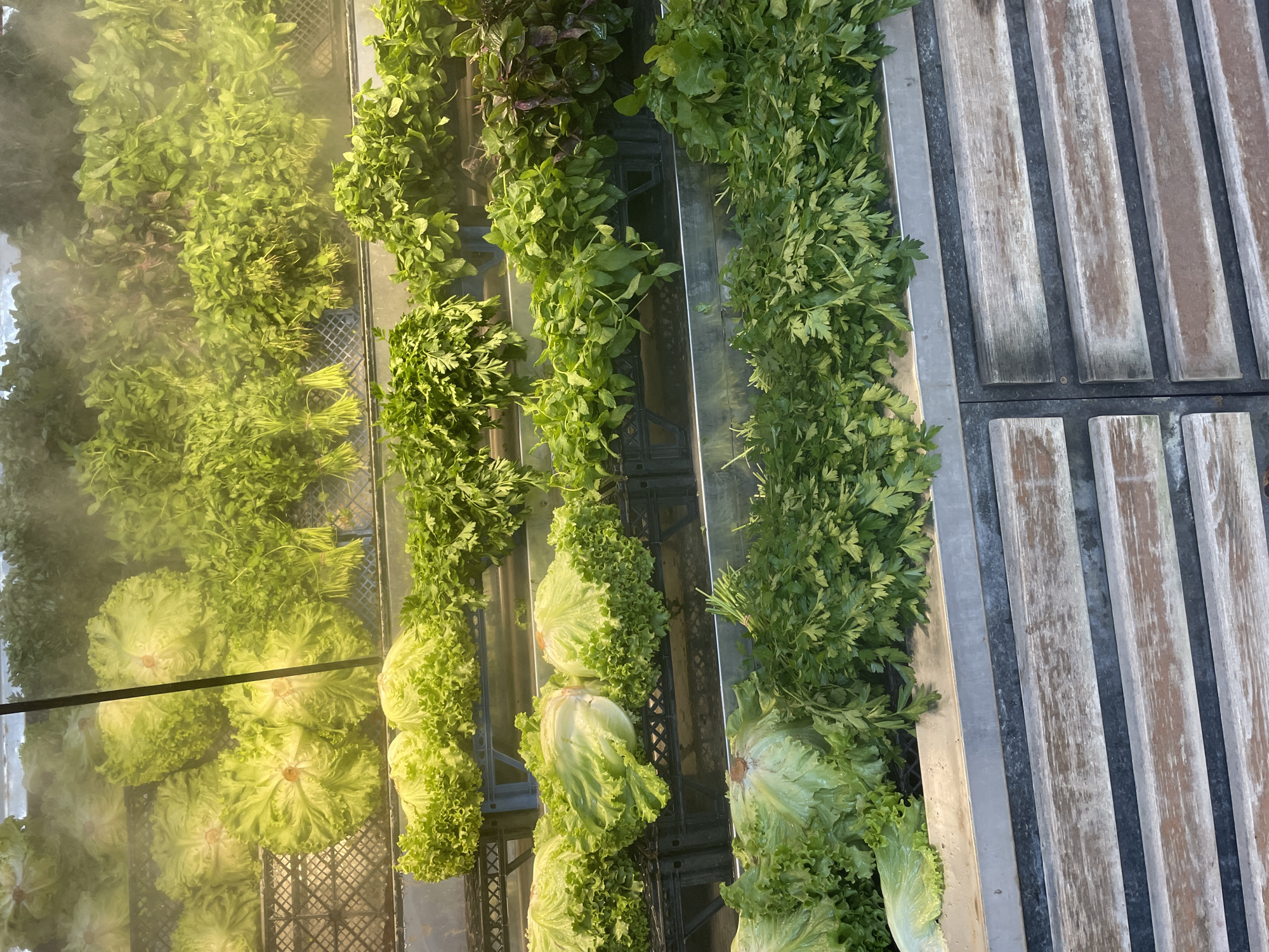 The image depicts a produce display at a market stall, likely in Kadıköy, Turkey, given the context. The scene is filled with a variety of fresh green leafy vegetables arranged on tiered shelves. In the foreground, a substantial pile of parsley is visible, with some lettuce leaves peeking out from the left. Above this, several rows of produce are displayed. One row features whole heads of lettuce, and another contains bunches of parsley and other leafy greens. The back of the display shows more tightly packed bunches of greens, some with reddish hues, suggesting a mix of herbs and vegetables. A fine mist is being sprayed over the produce, creating a hazy effect and indicating a system for keeping the vegetables fresh. The shelves are made of metal, and the display sits above wooden slatted surfaces, possibly for customer interaction or additional storage. There are no people visible in the image, and the focus is entirely on the vibrant green produce.