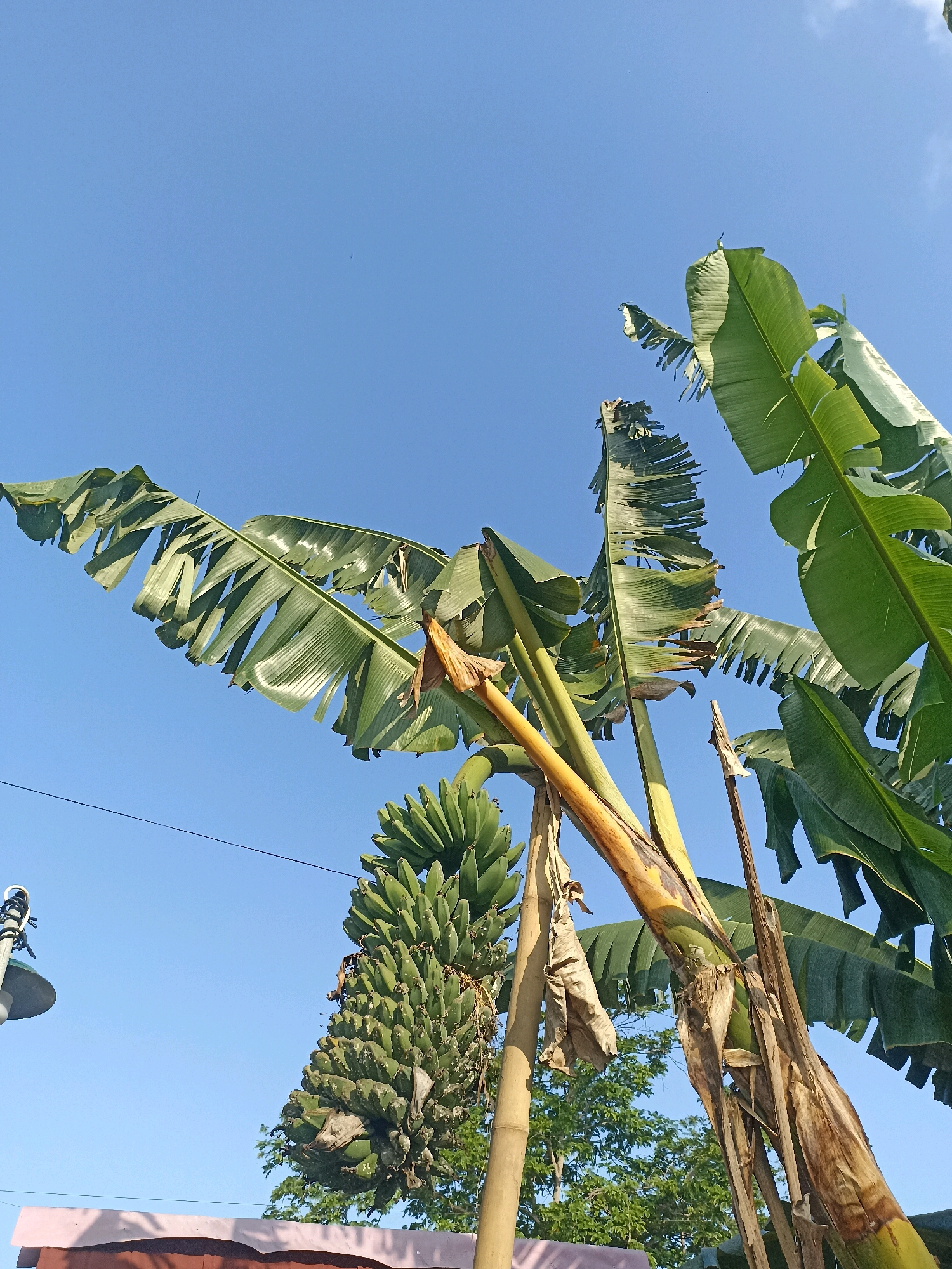 This is a low-angle, full shot of a banana tree with a large bunch of green bananas hanging from it. The tree is in Mojopanggung, Indonesia, and its leaves are large and green, some of them torn. The sky is clear and blue. In the background, there are other trees and a pink roof. To the left, there is a street light. The image was taken on a sunny day.
