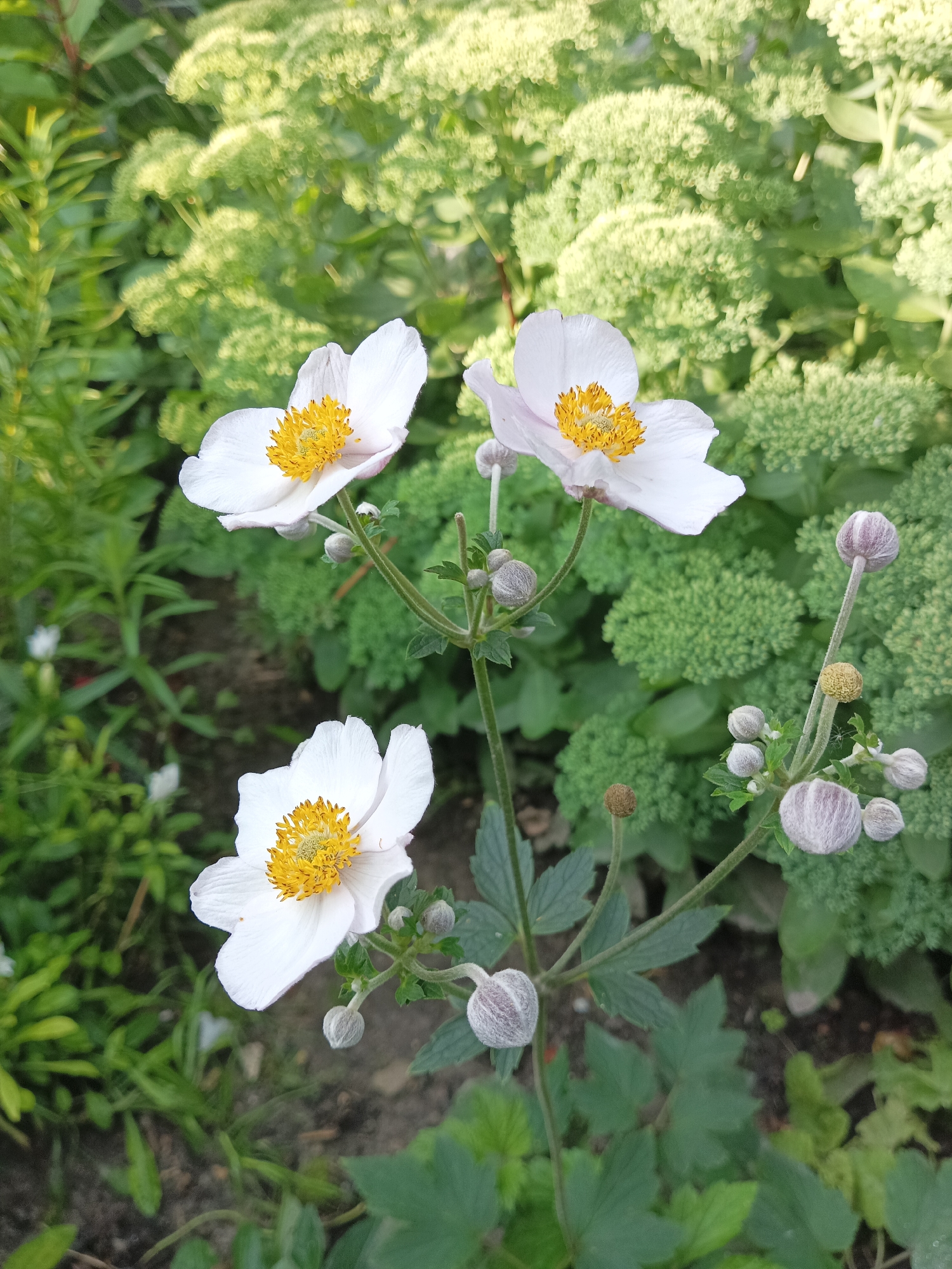 A close-up, eye-level, outdoor shot displays three white anemone flowers with bright yellow centers. Two of the flowers are fully bloomed, while the third is partially open. Numerous unopened buds, some covered in a fuzzy, pale purple down, dot the stems. The flowers are surrounded by lush green foliage, including broad, lobed leaves and feathery, lighter green plants in the background. The ground beneath is a dark, earthy brown. The scene is well-lit, likely by natural daylight. The location is identified as Shumerlya, Russia.