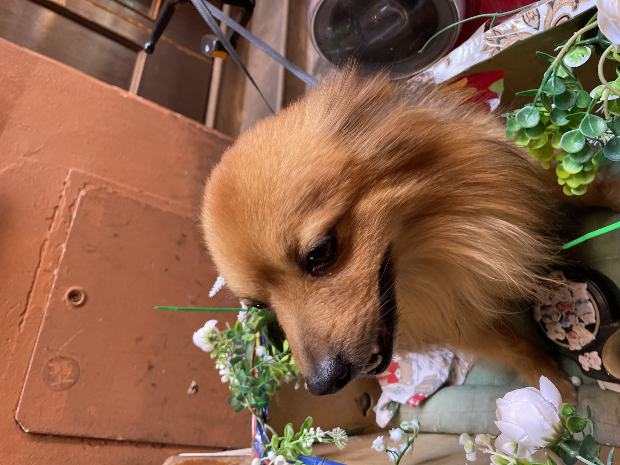 A close-up, high-angle shot captures a small, brown-furred dog with a fluffy coat and dark eyes. The dog is surrounded by white and green floral decorations, suggesting it may be positioned within a decorated basket or container. A gray leash is visible in the upper portion of the image. The backdrop consists of a rusted orange metal surface with embossed numbers and various other indiscernible objects, indicative of an urban setting. Considering the visual cues present, and the request for a location, it's plausible that this photo was taken in Bologna, Italy, with the background possibly indicating a public utility box or aging infrastructure found in the city.