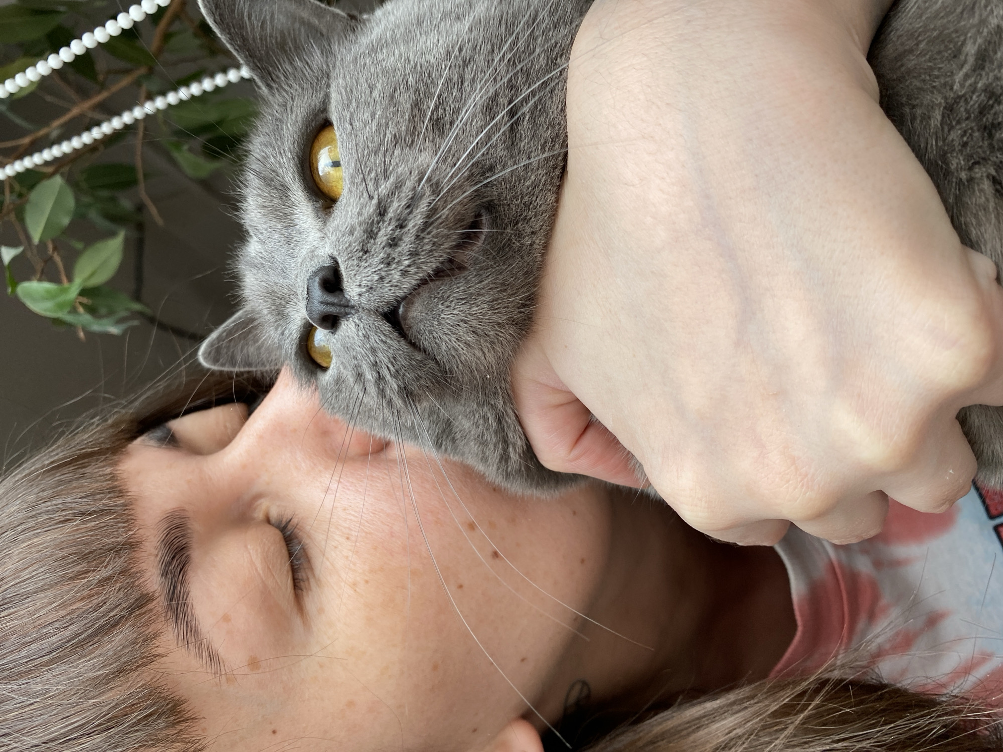 An intimate, close-up shot captures a tender moment between a person and a grey British Shorthair cat, likely indoors in Votkinsk, Russia. The image is taken from a slightly overhead perspective, with the subjects appearing to be lying down.
The person, visible from the forehead to the chin, has brown hair and closed eyes, suggesting a peaceful or relaxed state. Their skin shows some freckles. They are wearing a colorful, possibly tie-dye, shirt. One of their hands is gently holding the cat close to their face.
The grey cat, with dense fur characteristic of its breed, is prominently featured, looking directly at the viewer with wide, striking yellow-amber eyes. Its nose is black, and its long, white whiskers are clearly visible. The cat's expression appears calm and content, nestled comfortably against the person's cheek.
In the blurred background, green foliage and a string of white, bead-like decorations can be seen, hinting at an indoor setting with natural light, possibly near a window or an area with houseplants. The lighting indicates it is daytime. There is no visible text in the image. The overall mood of the photograph is one of affection, comfort, and companionship between the pet and its owner.