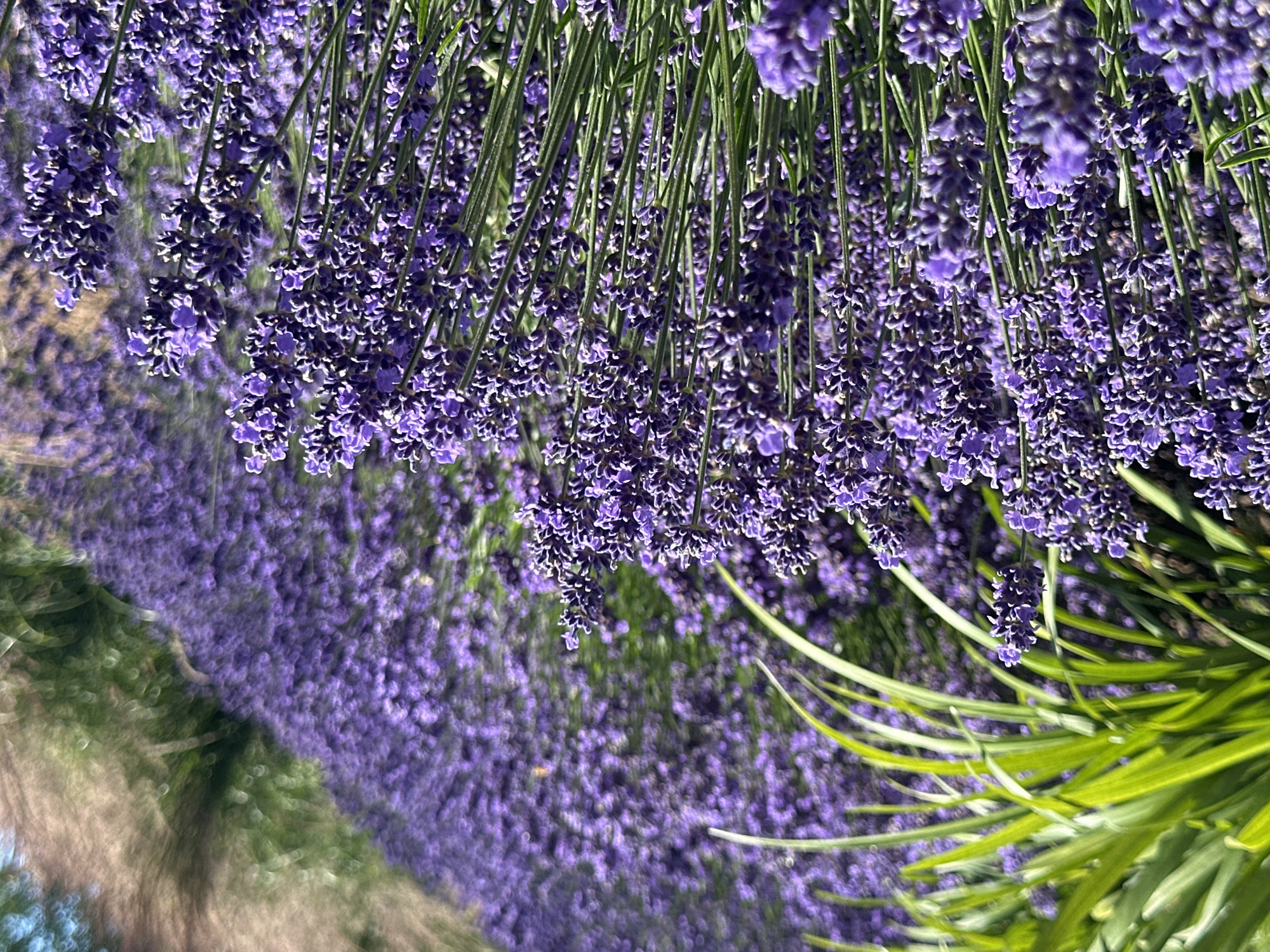 This is a close-up, vertically oriented photograph of a field of blooming lavender flowers. The lavender is in various stages of bloom, with some flower spikes densely packed and others showing individual florets. The dominant color is a vibrant purple, with some areas appearing lighter due to lighting. Green stems and some blades of grass are visible, particularly in the foreground on the left side of the image. The background is softly blurred, showing a dense field of lavender stretching into the distance, with hints of green foliage and brown tree branches visible at the top left. The lighting suggests it is a sunny day. No people or animals are visible in the image. The scene depicts a natural or cultivated garden setting focused entirely on the lavender plants. This image appears to be taken in Burnaby, Canada, a city known for its parks and gardens, such as the Deer Lake Park or the extensively planted lavender fields at the Lavender Hill Farm.