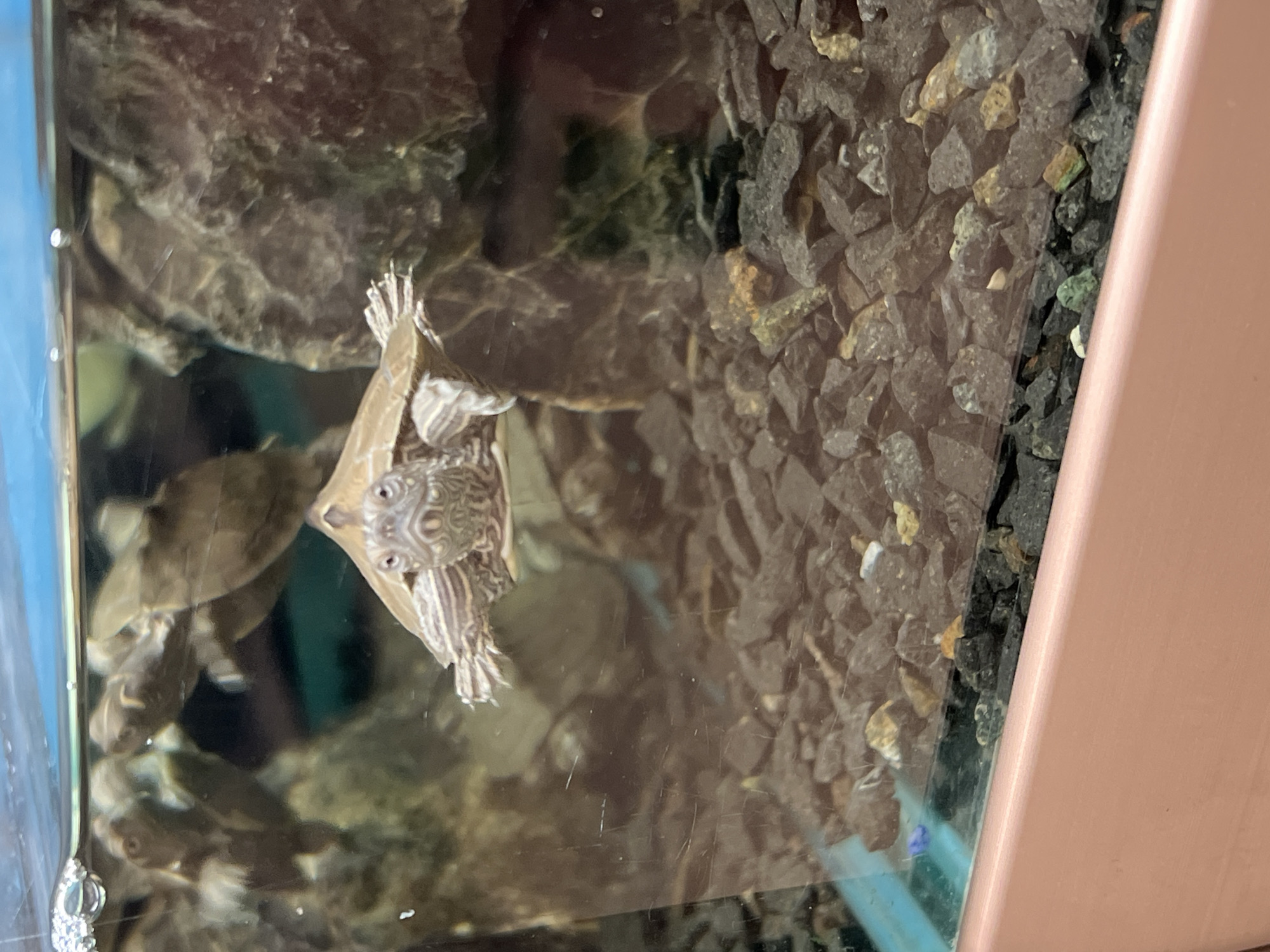 The image shows a close-up view of a turtle in an aquarium. The turtle is swimming towards the camera, with its head and front legs visible. The turtle has a distinctive pattern on its shell and head. The aquarium is filled with water and has a gravel substrate at the bottom. There are also some rocks and plants in the background, providing a naturalistic environment for the turtle. The lighting in the aquarium is bright, illuminating the turtle and its surroundings. The image is taken from a slightly elevated angle, looking down into the aquarium. There are no visible people or other animals in the image.