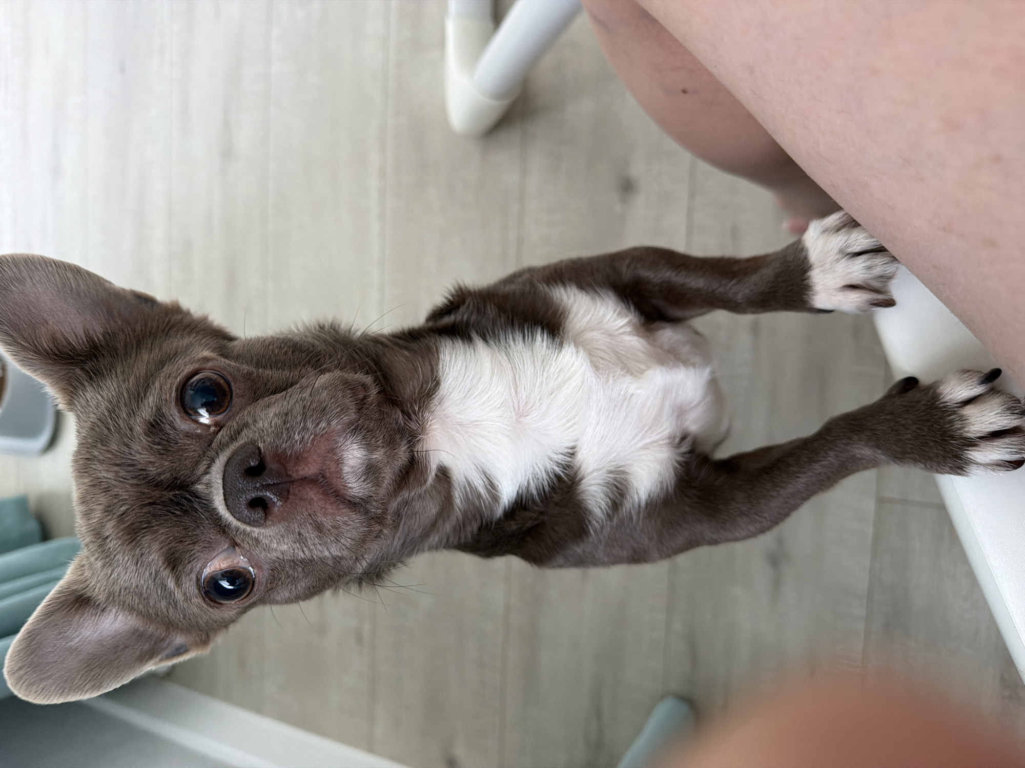 A small, predominantly gray and white Chihuahua-like dog is standing on its hind legs, paws resting on a light-colored surface, possibly a chair or leg. The dog's head is tilted up, looking directly at the viewer with large, expressive eyes. The dog has short gray fur with a white patch on its chest. The floor is light gray woodgrain laminate. The background shows portions of white furniture. There is no indication of the city of Votkinsk, Russia, in the image. There are legs of a person visible in the upper right corner of the image.