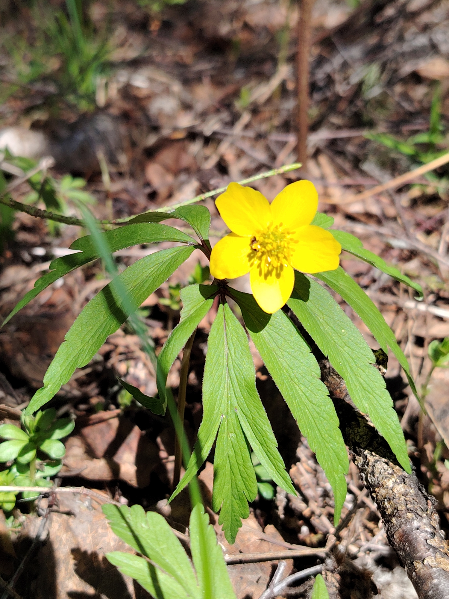 A single bright yellow flower with six petals and a dense yellow center is the focal point of the image. The flower is surrounded by several bright green leaves that are long and narrow, with distinct veins running lengthwise. These leaves appear to originate from a single point beneath the flower. The flower and leaves are growing from the ground, which is covered in brown leaves, twigs, and other forest debris. A small log lies near the base of the plant. The lighting suggests it is a sunny day. The location is likely a wooded area in Markovo, Russia.